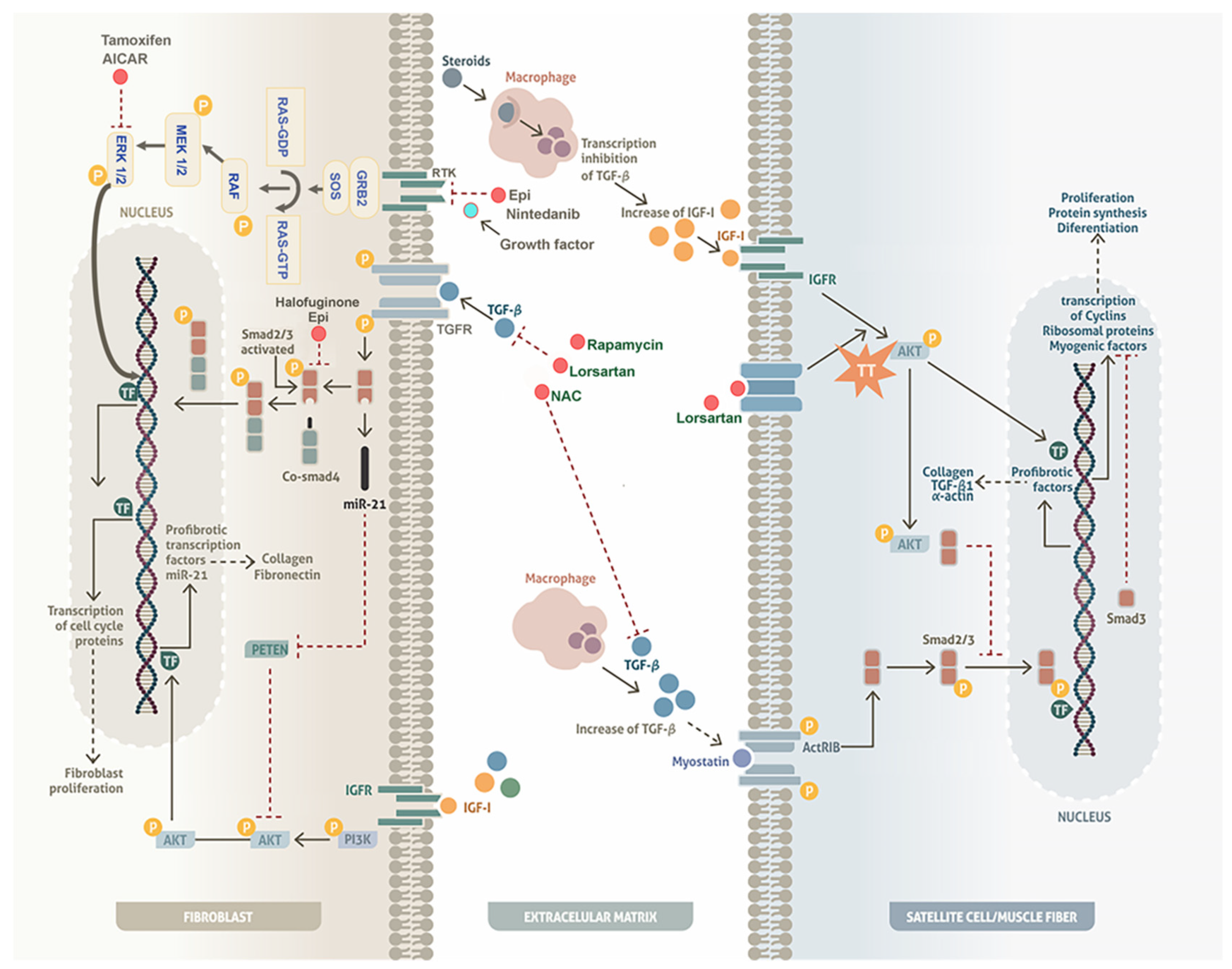 Medicina 60 01060 g002 Medicina 60 01060 g002