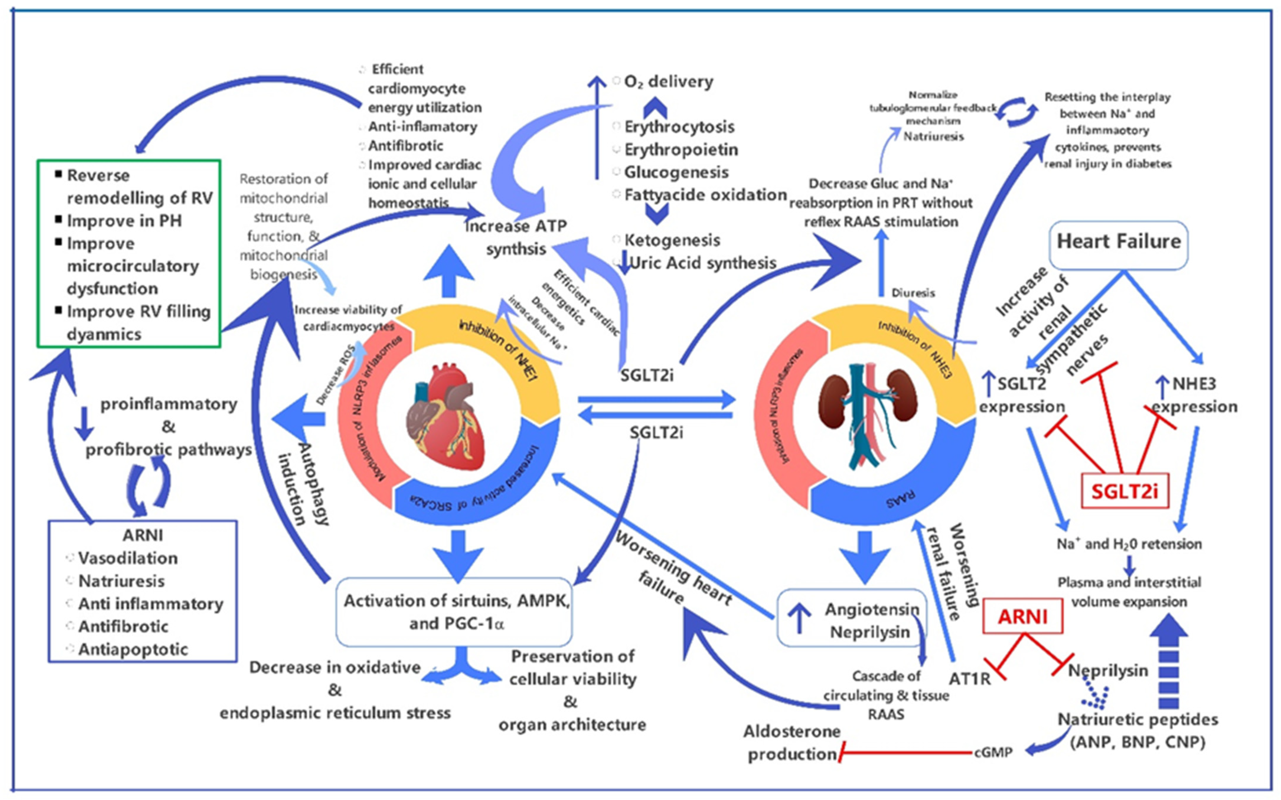Medicina 60 01112 g002