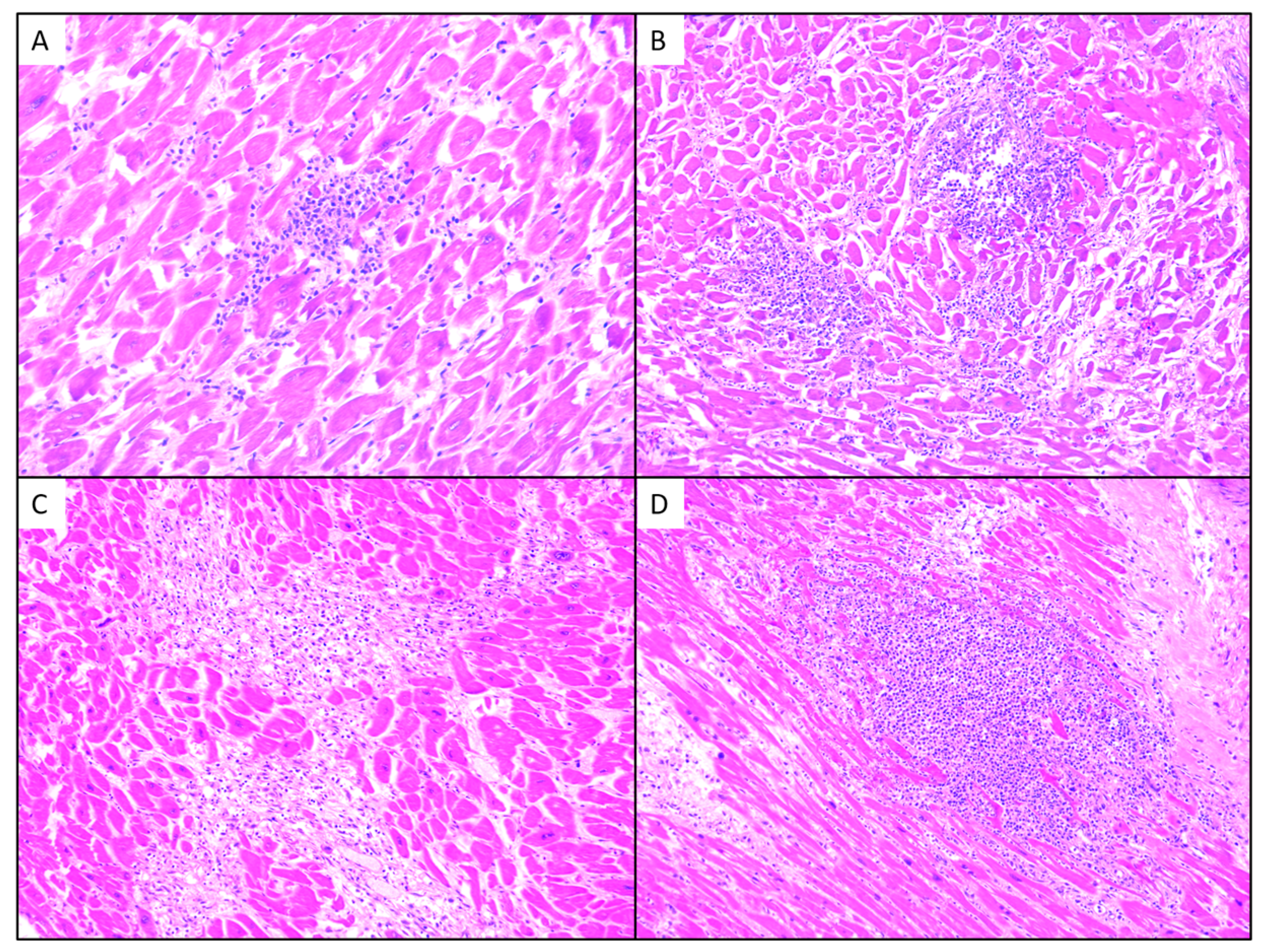 Medicina 60 01312 g001