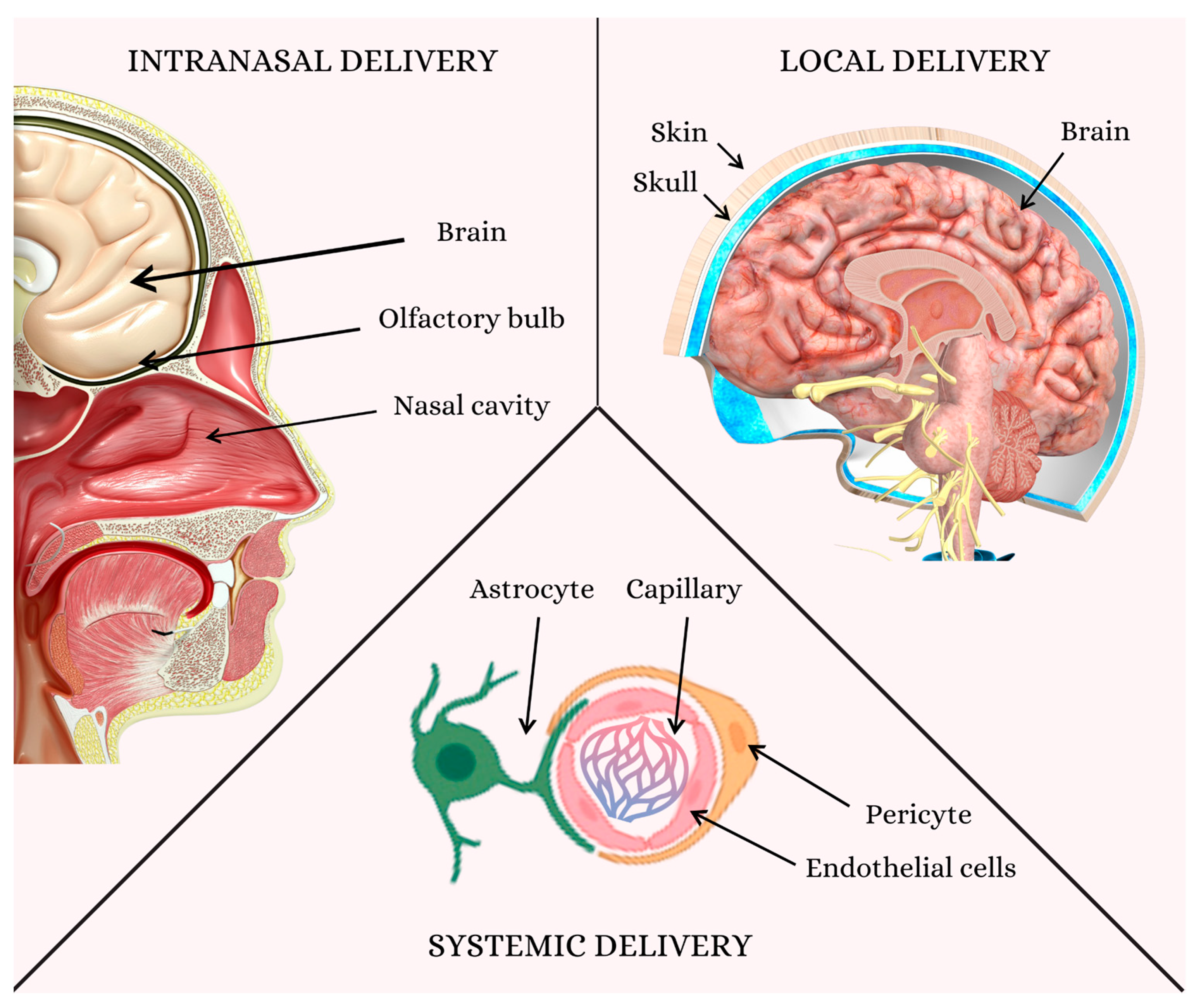 Medicina 60 01384 g002
