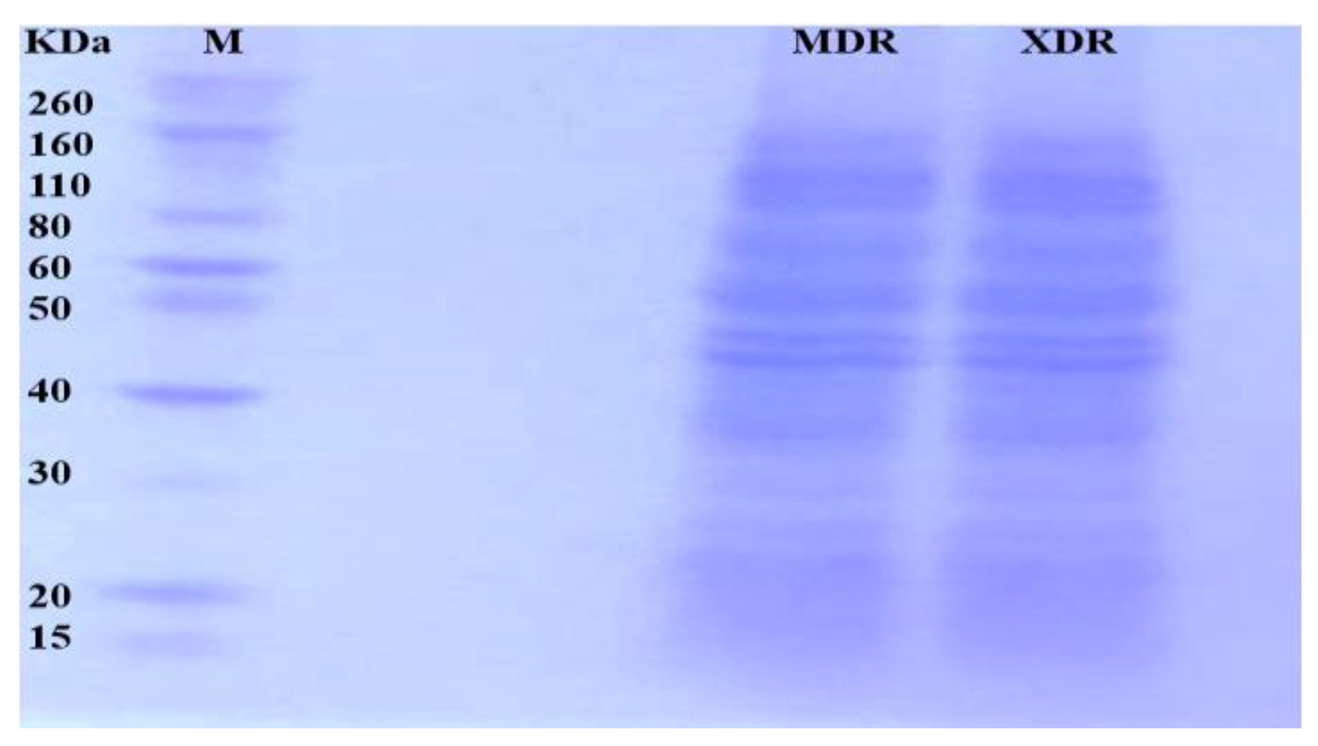 Medicina 60 01404 g001 Medicina 60 01404 g001