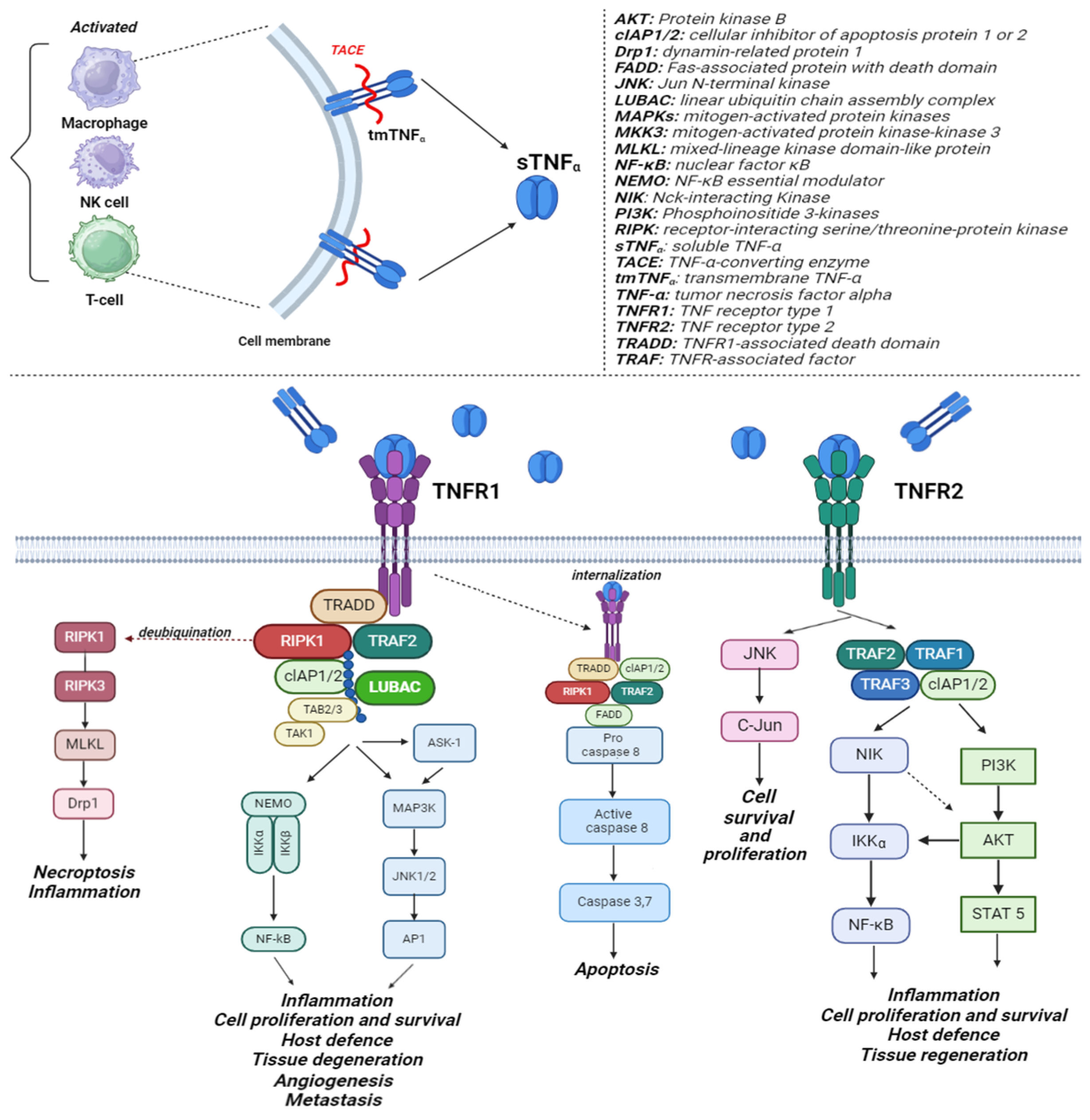 Medicina 60 01409 g001