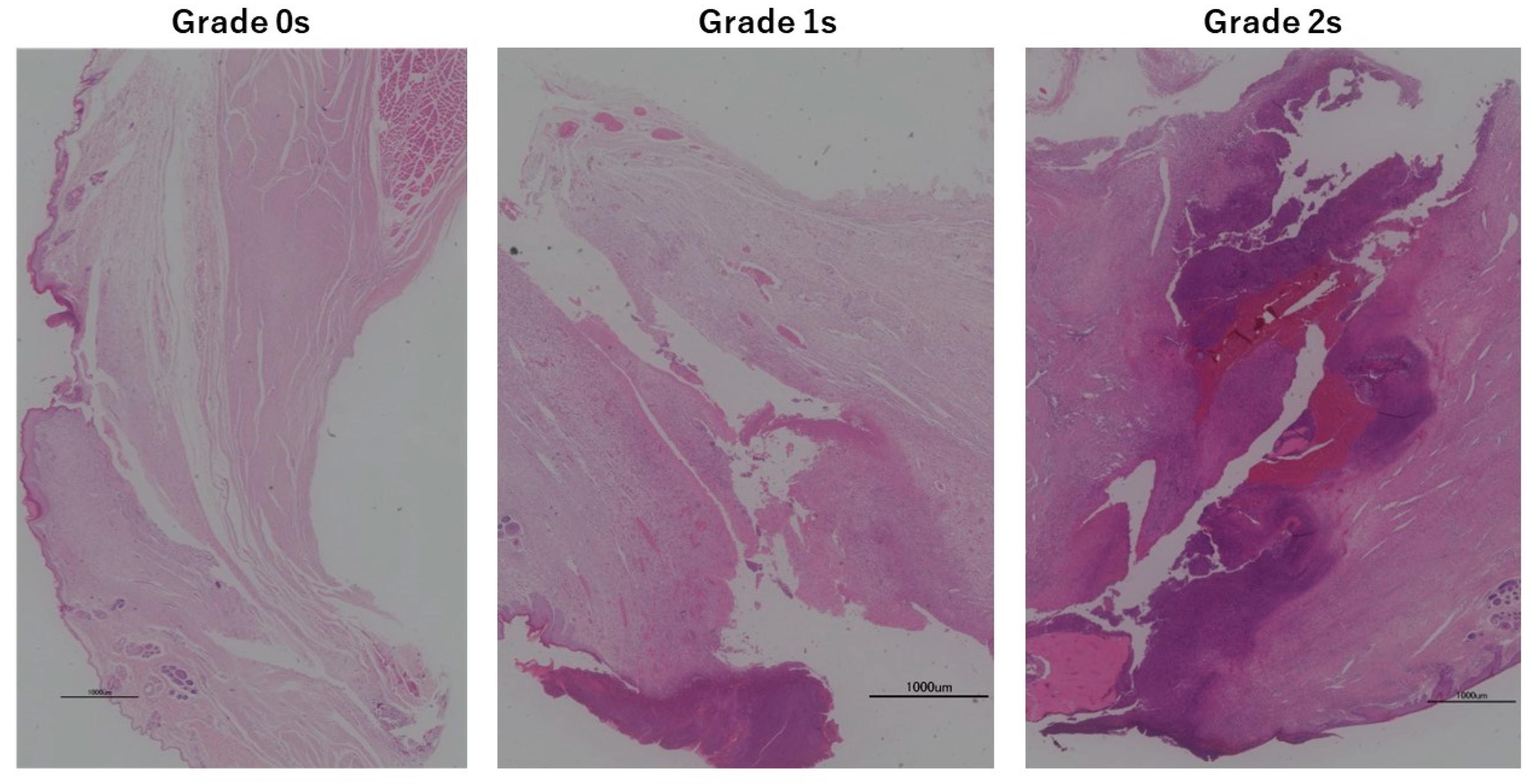 Medicina 60 01419 g002