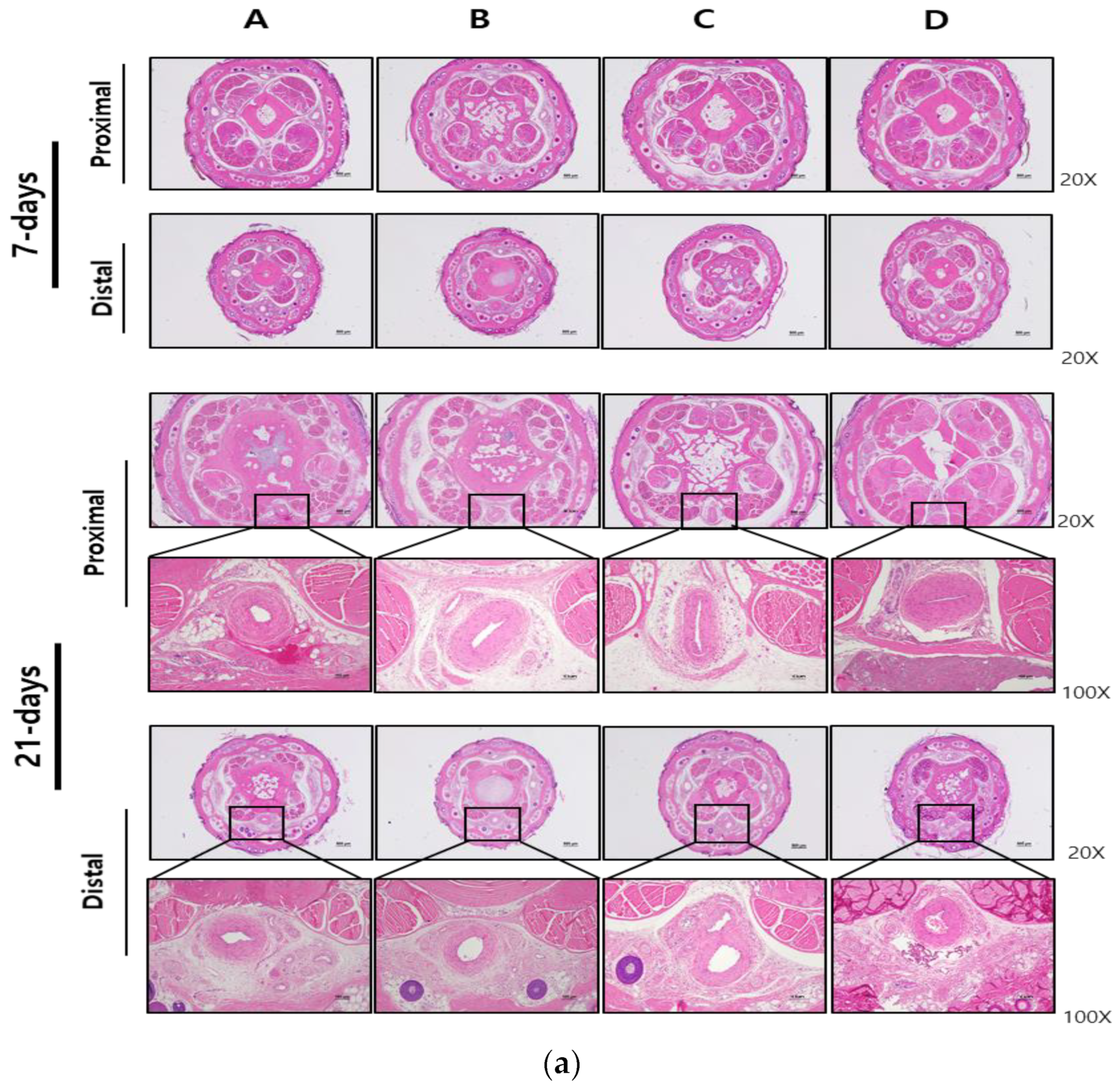 Medicina 60 01538 g002a