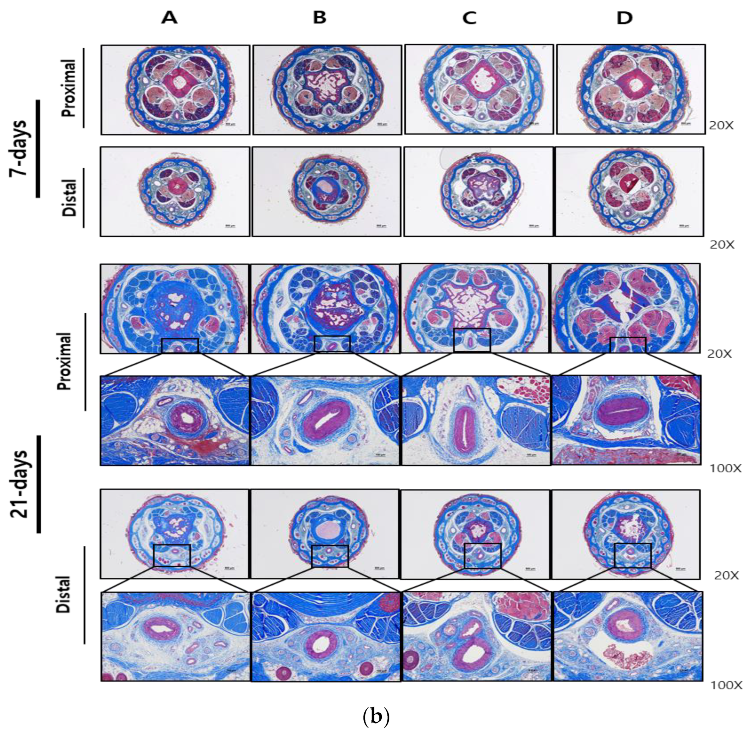 Medicina 60 01538 g002b