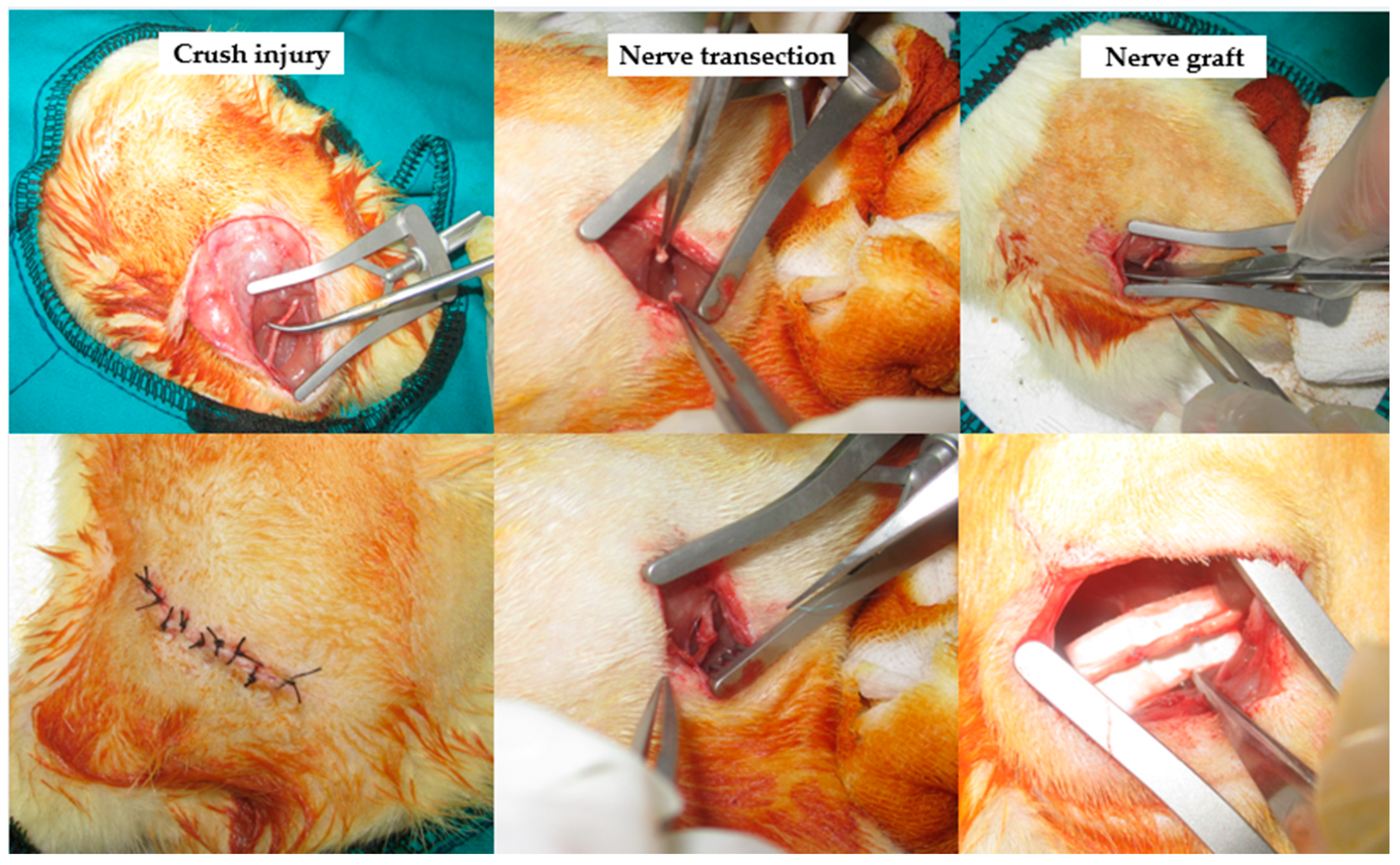 Medicina 60 01556 g001