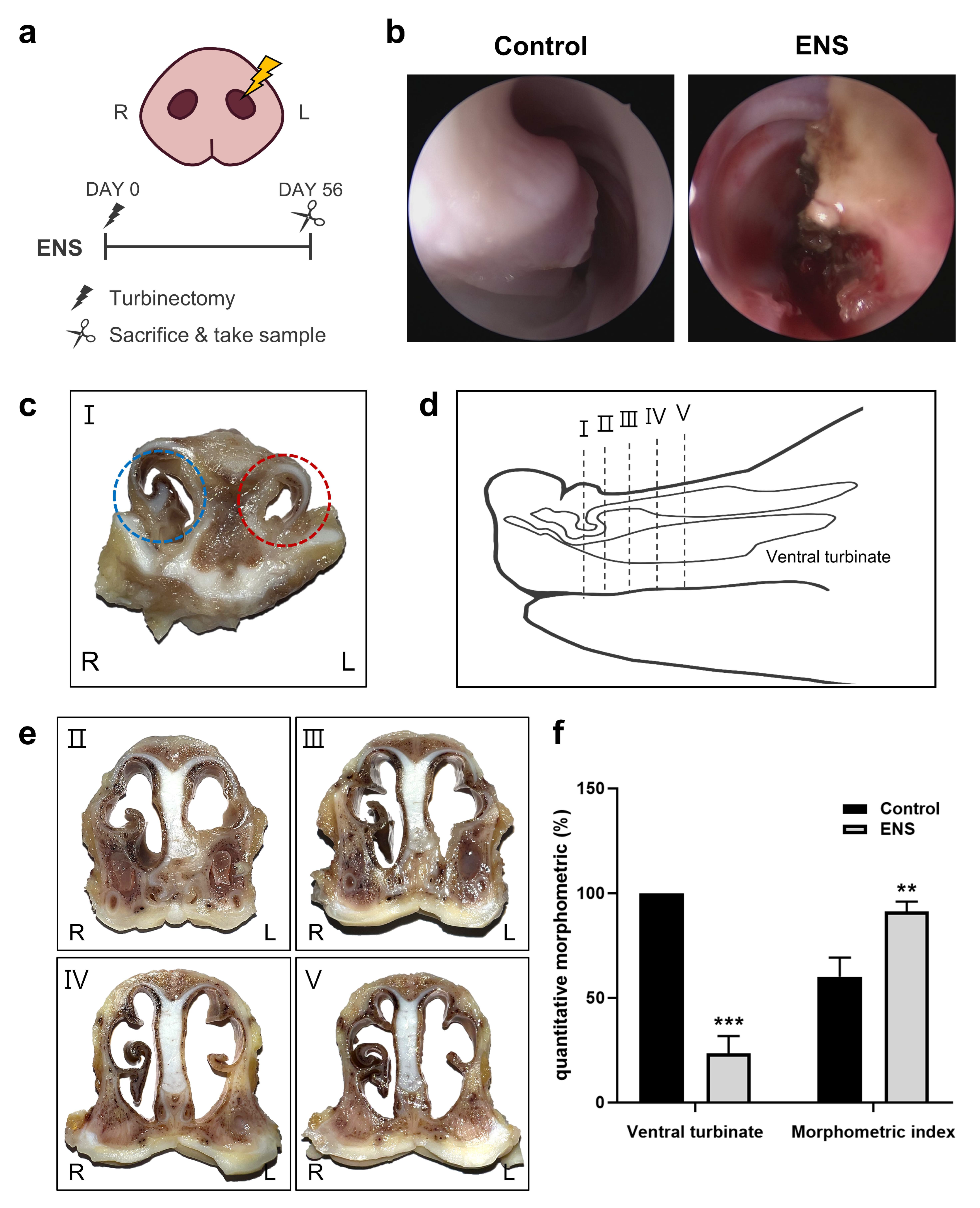 Medicina 60 01559 g001