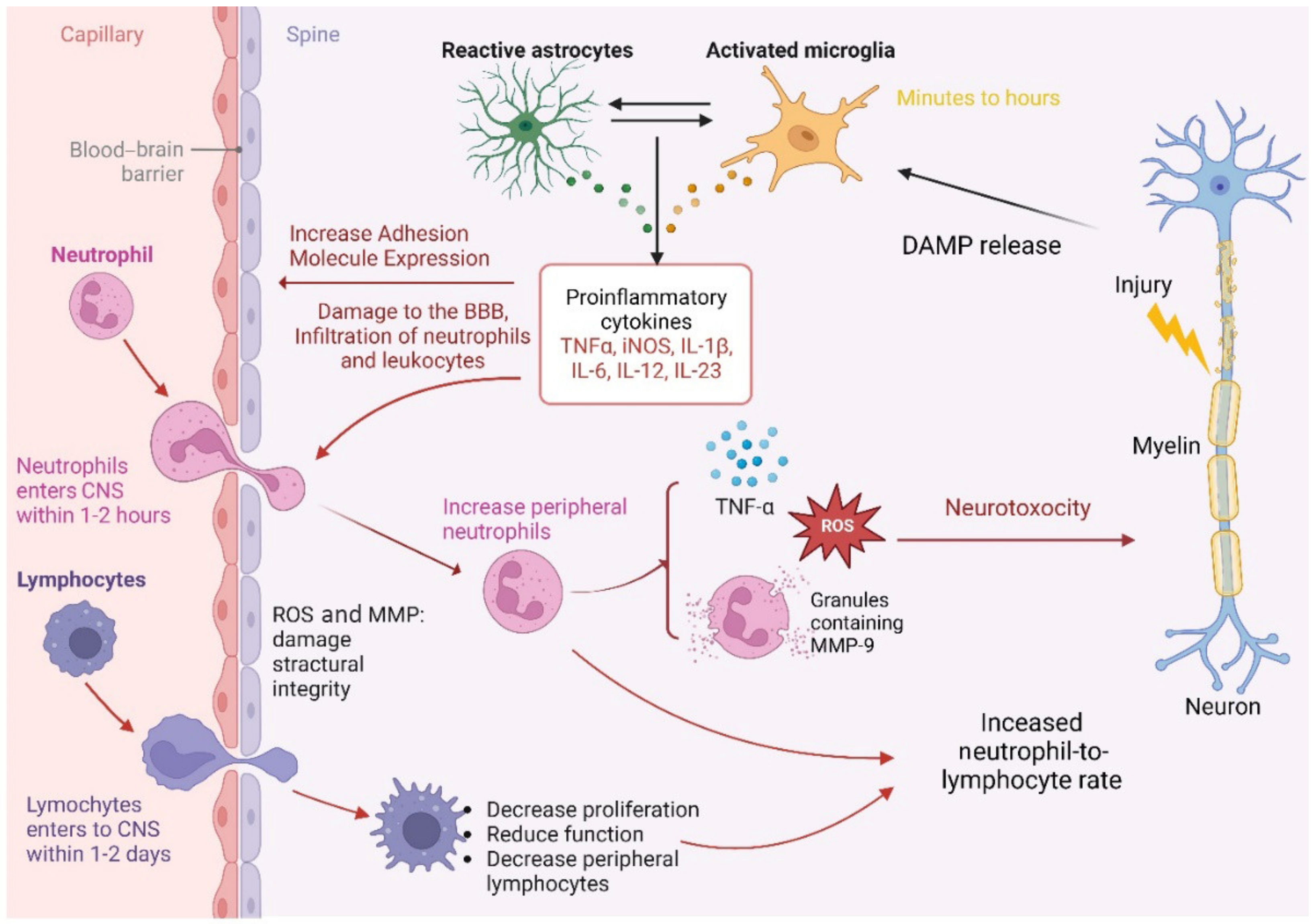 Medicina 60 01567 g002