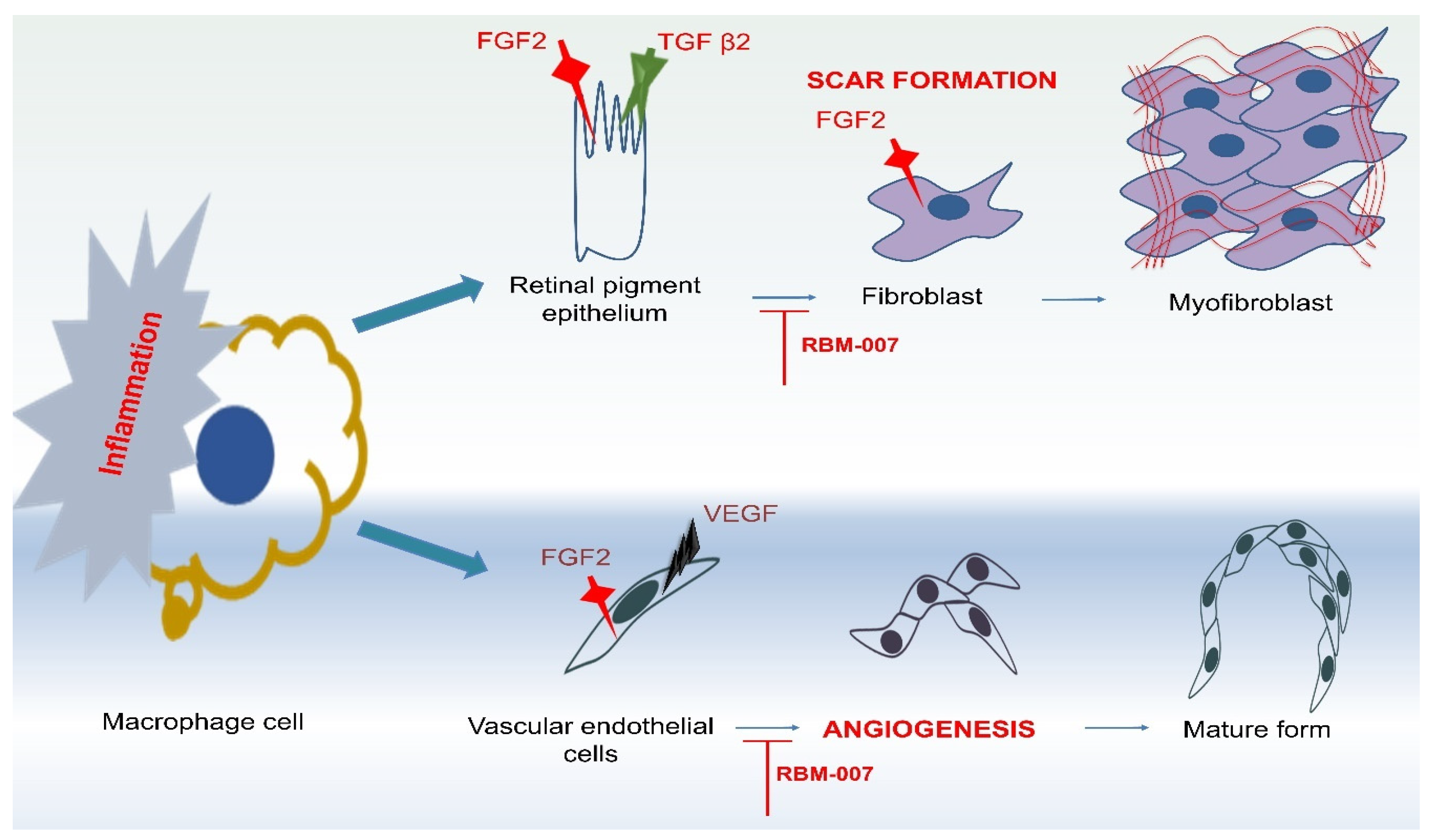 Medicina 60 01647 g003