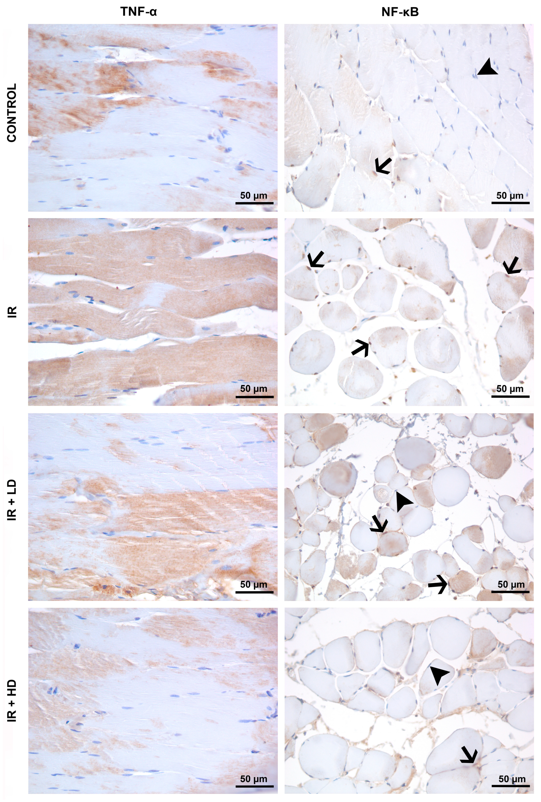 Medicina 61 00212 g002