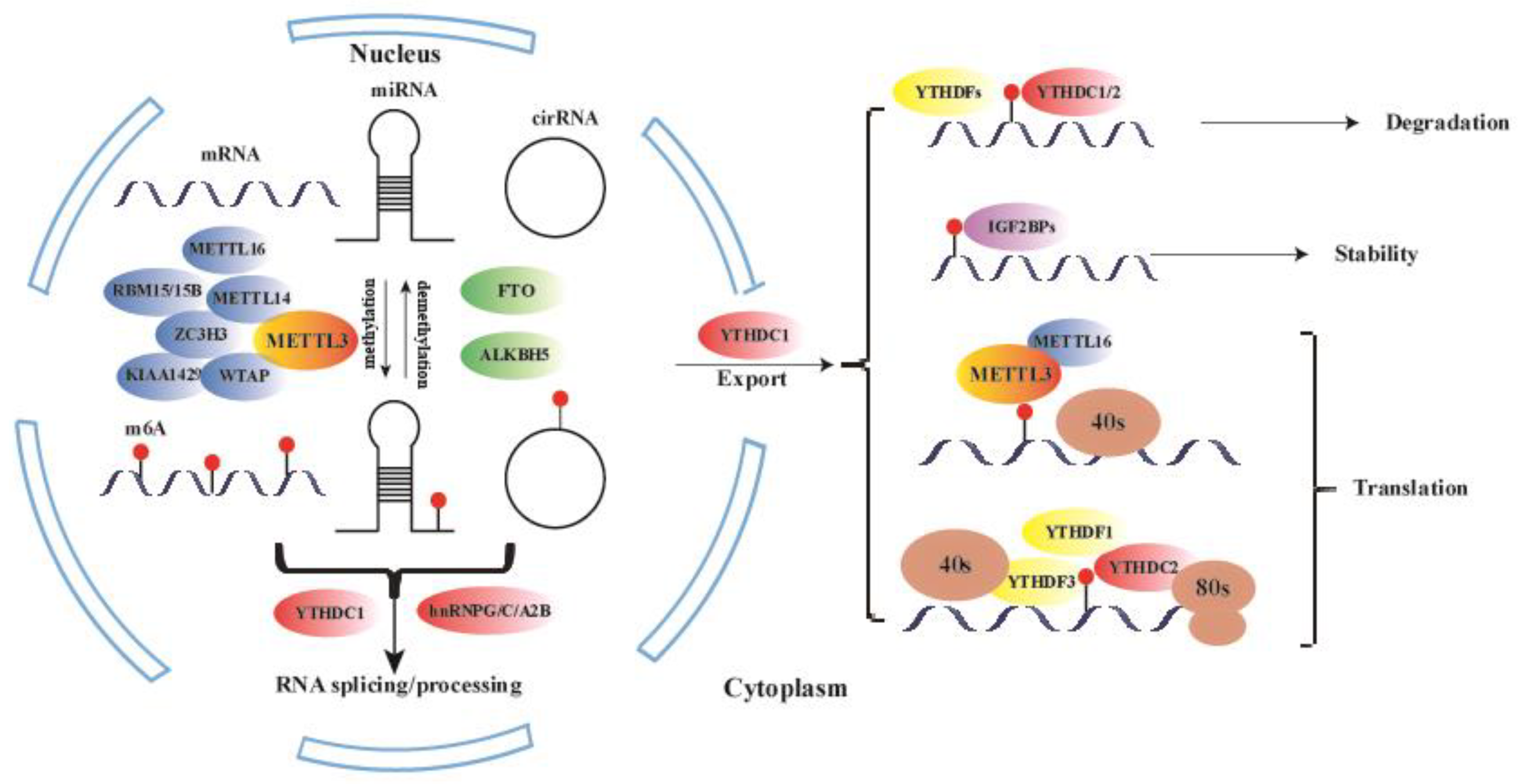 Medicina 61 00222 g001