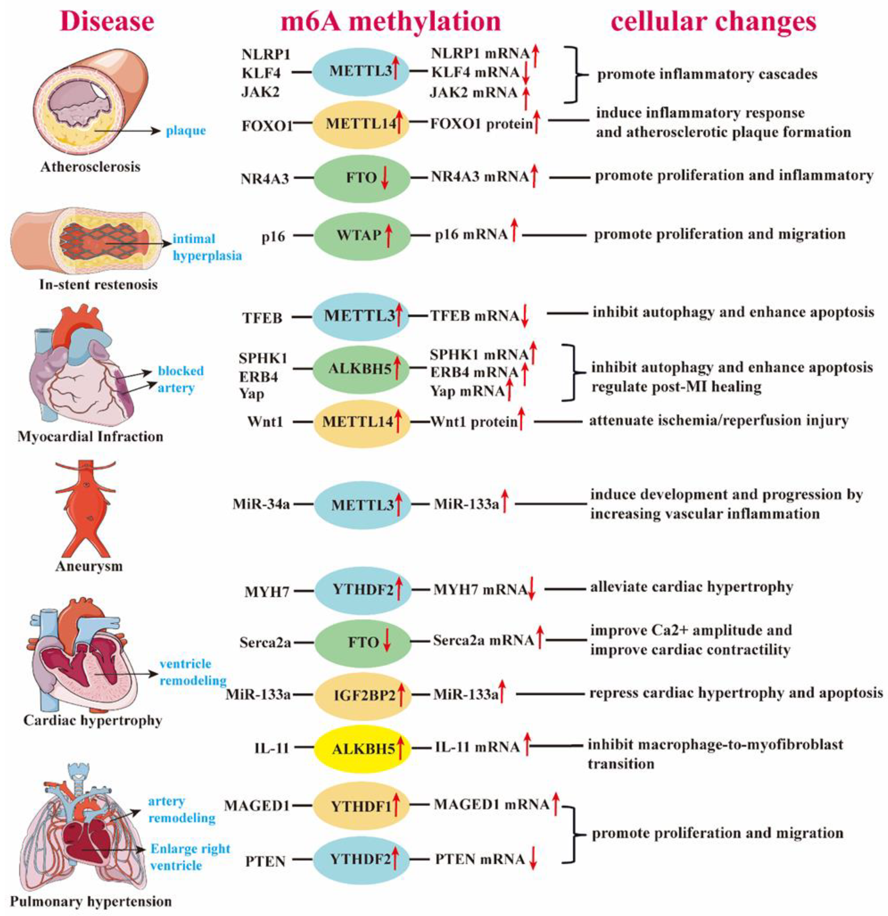 Medicina 61 00222 g002
