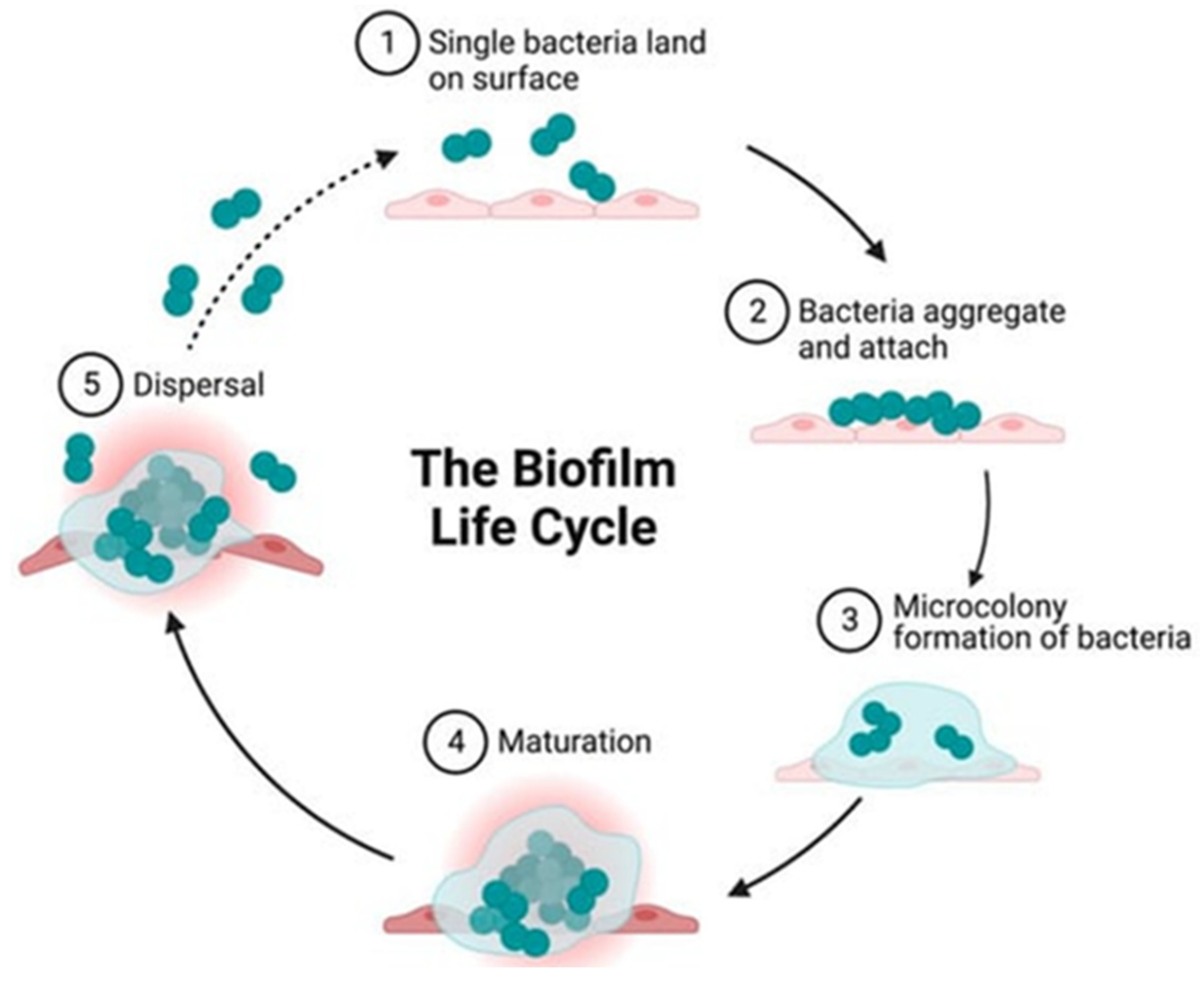 Medicina 61 00512 g001