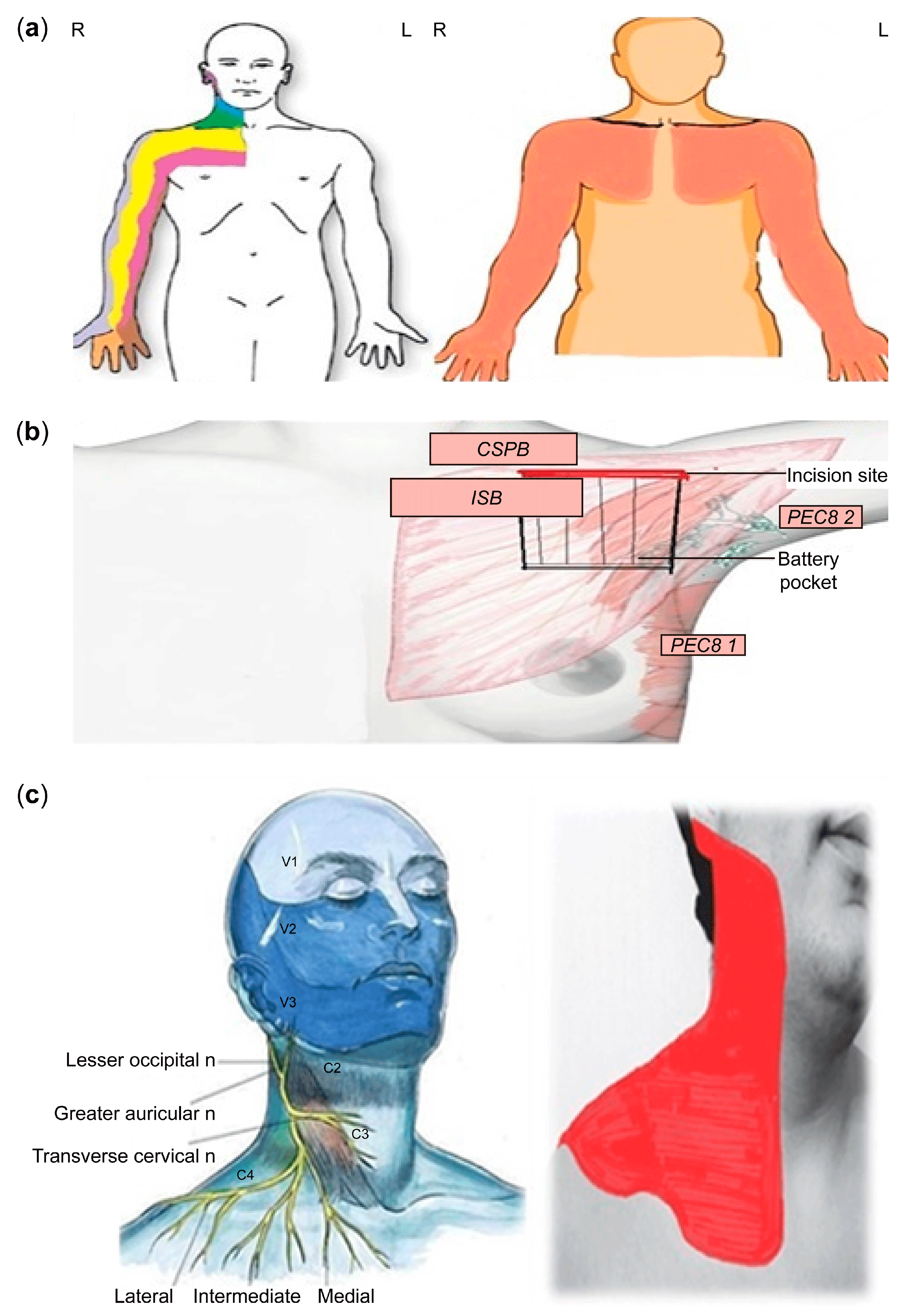 Medicina 61 01001 g003