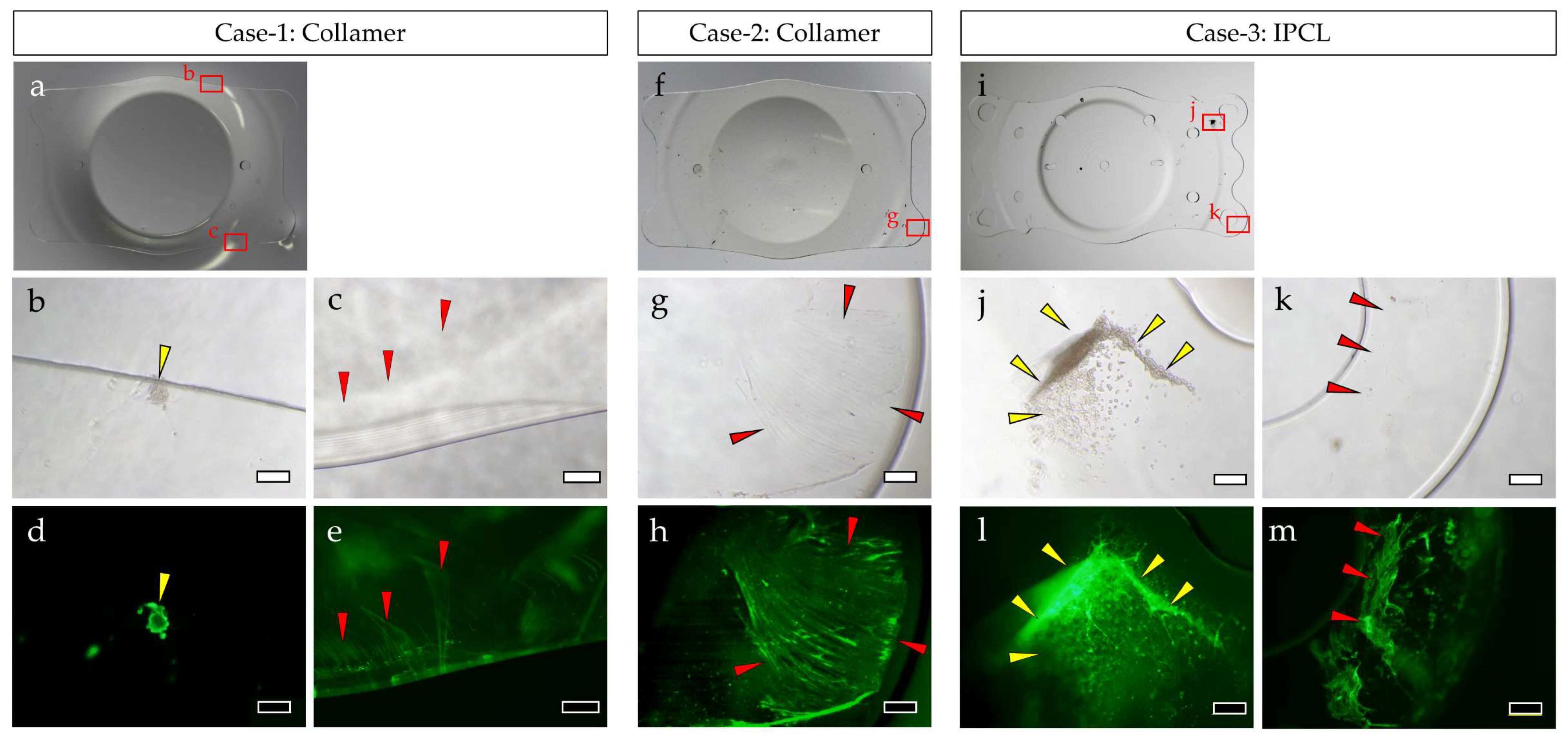Medicina 61 01384 g001 Medicina 61 01384 g001