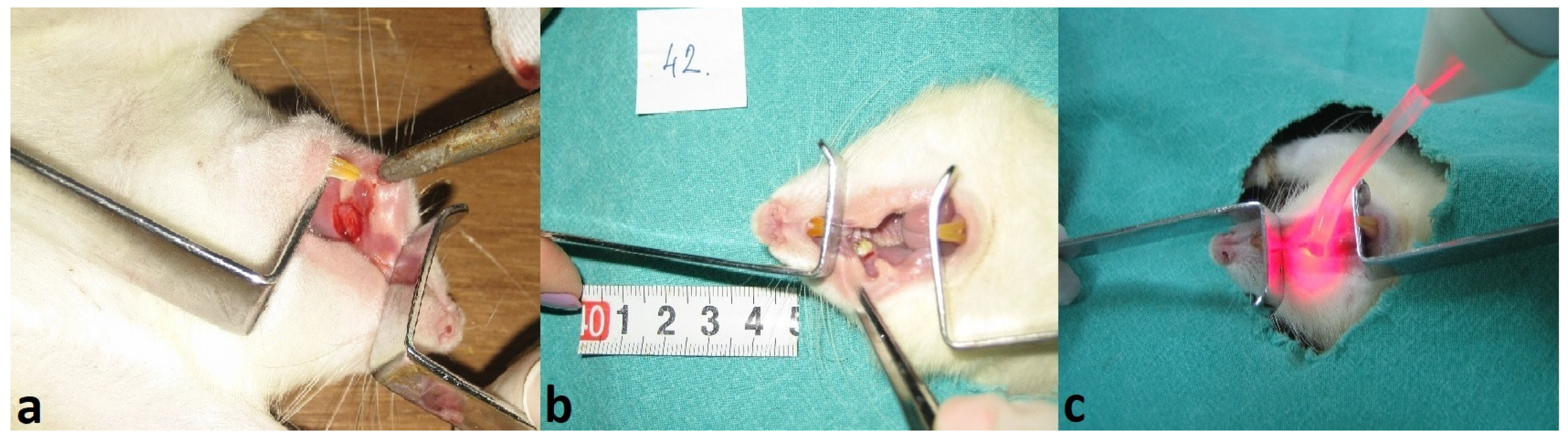 Medicina 61 01651 g002 Medicina 61 01651 g002