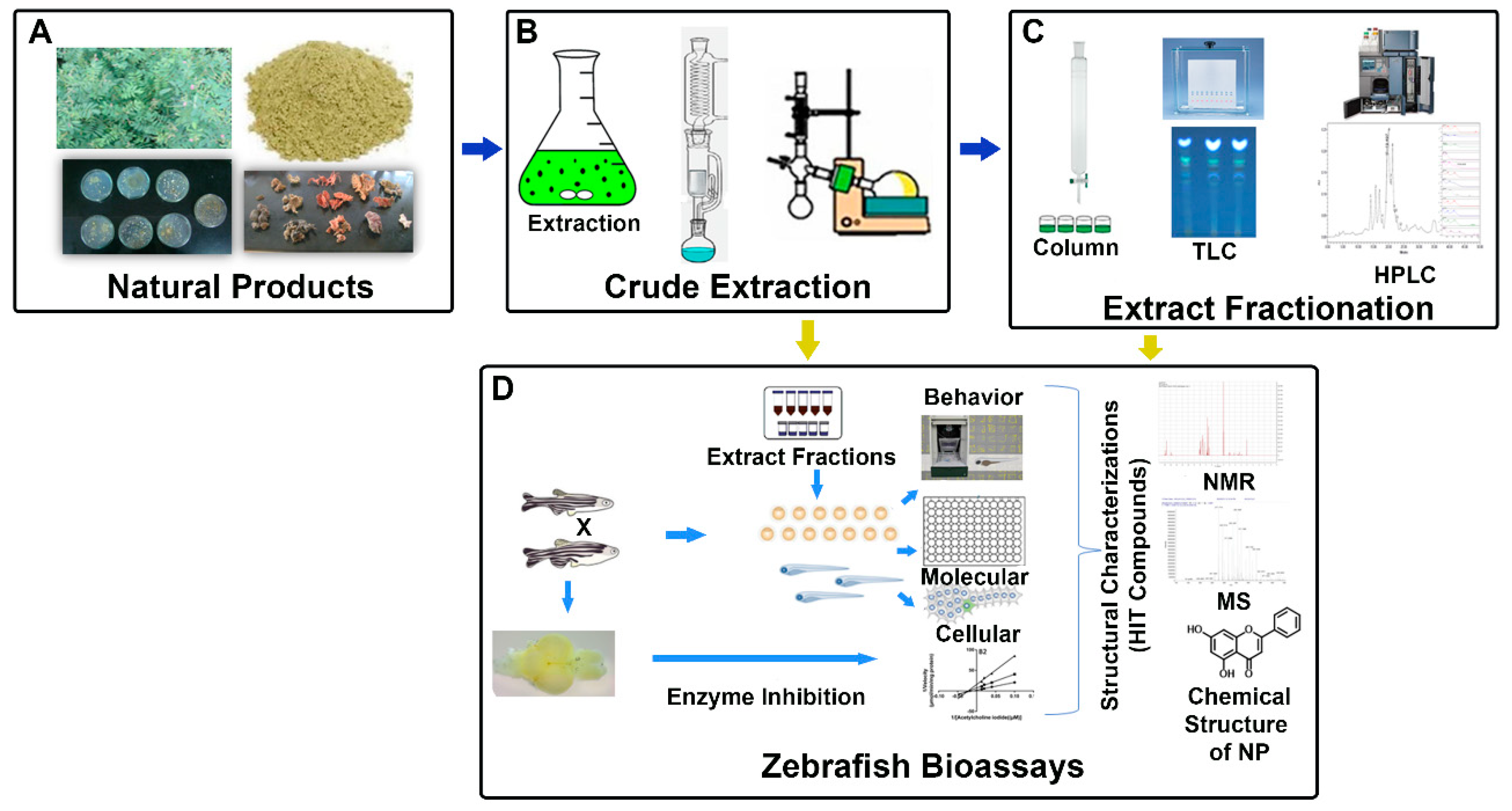 Medicines Free Full Text Zebrafish As An Emerging Model For Bioassay Guided Natural Product Drug Discovery For Neurological Disorders Html