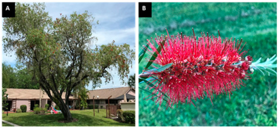 Bottlebrush - Gardening Solutions - University of Florida, Institute of  Food and Agricultural Sciences