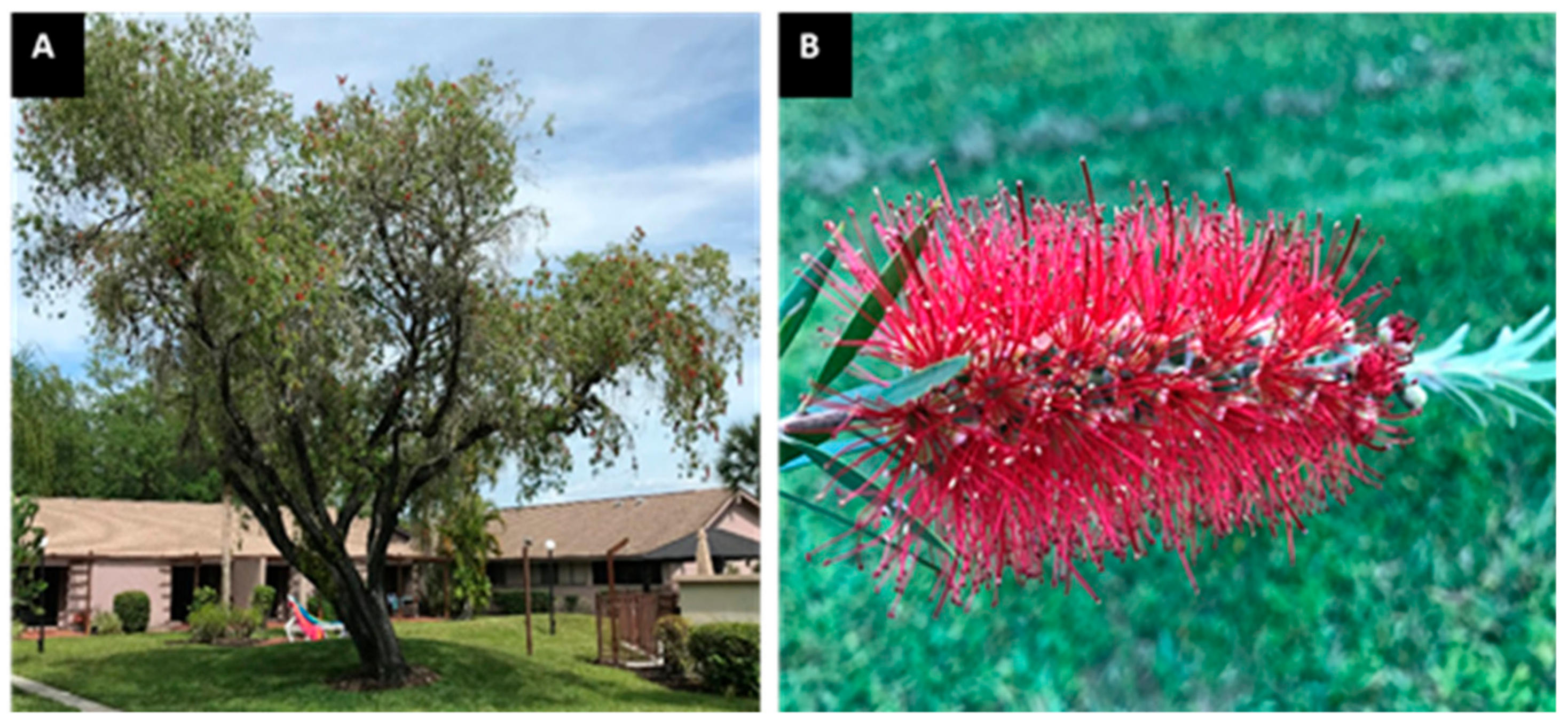 are bottle brush trees poisonous to humans