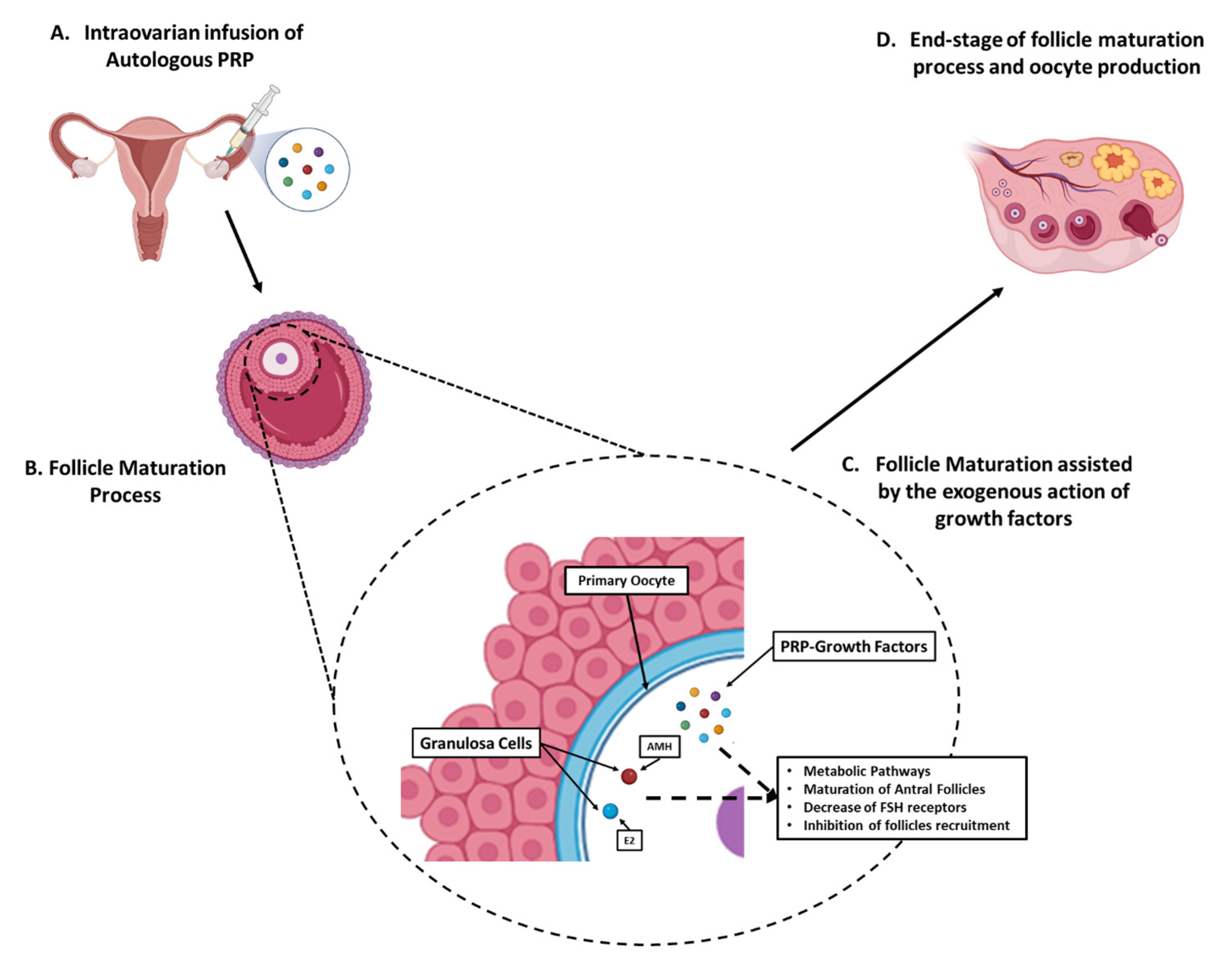 Ovarian Rejuvenation