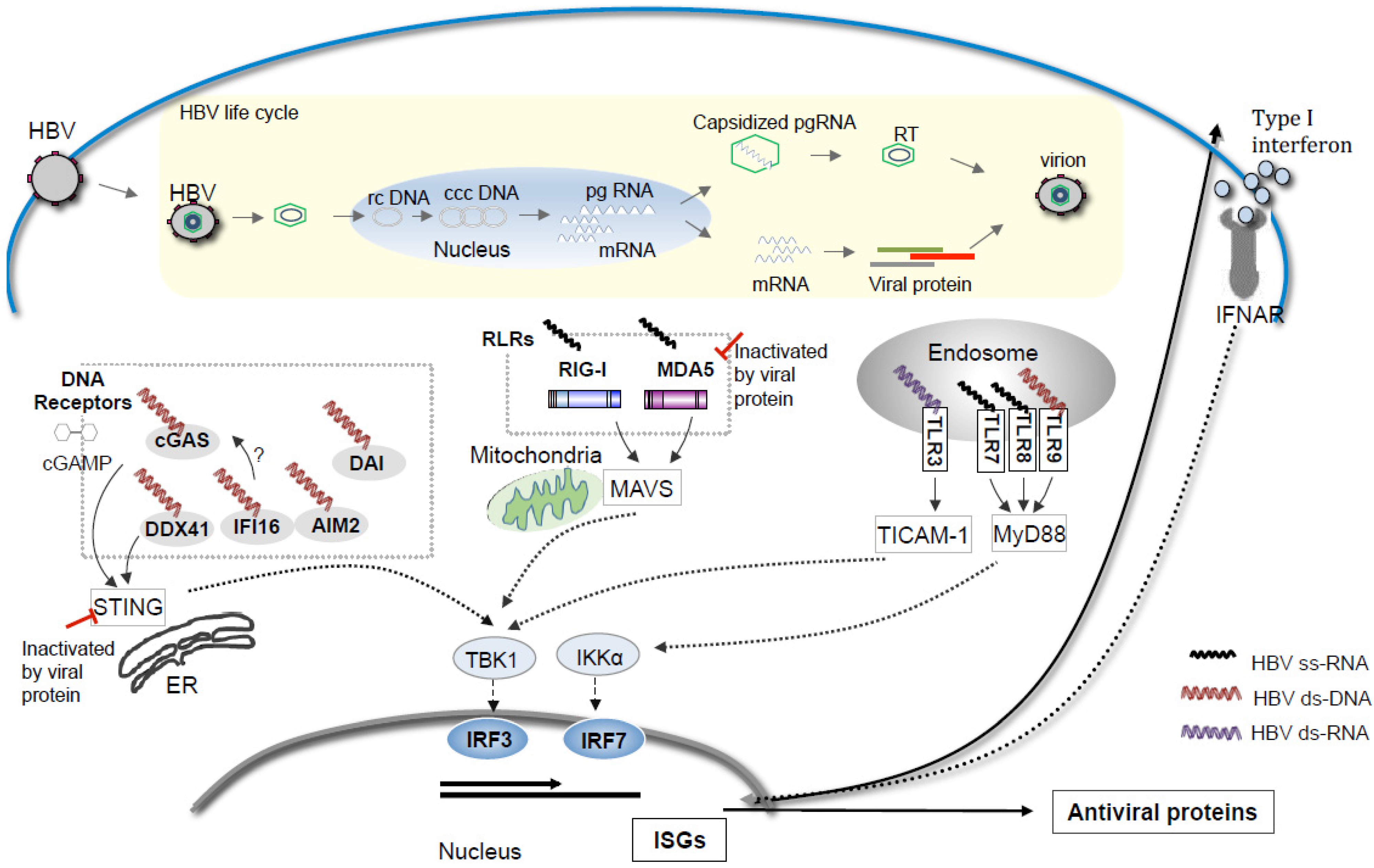 Hbv dna. HBV ДНК. HBV Life Cycle. HBV DNA что это. Цикл репродукции HBV.