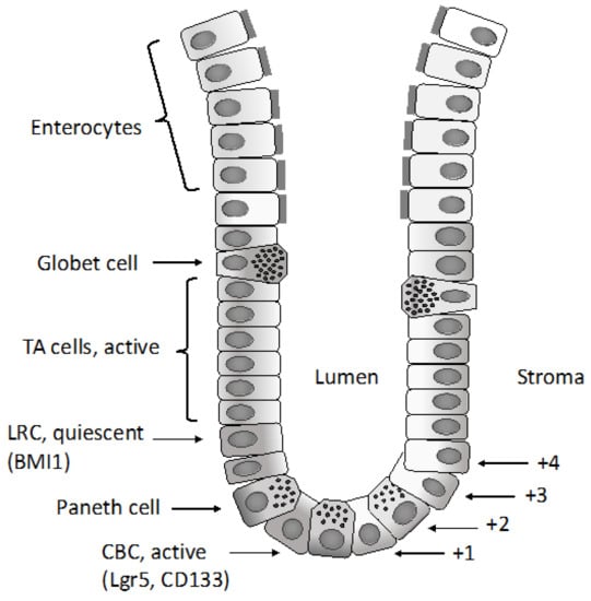 Medical Sciences | Free Full-Text | Colorectal Cancer: Genetic  Abnormalities, Tumor Progression, Tumor Heterogeneity, Clonal Evolution and  Tumor-Initiating Cells | HTML