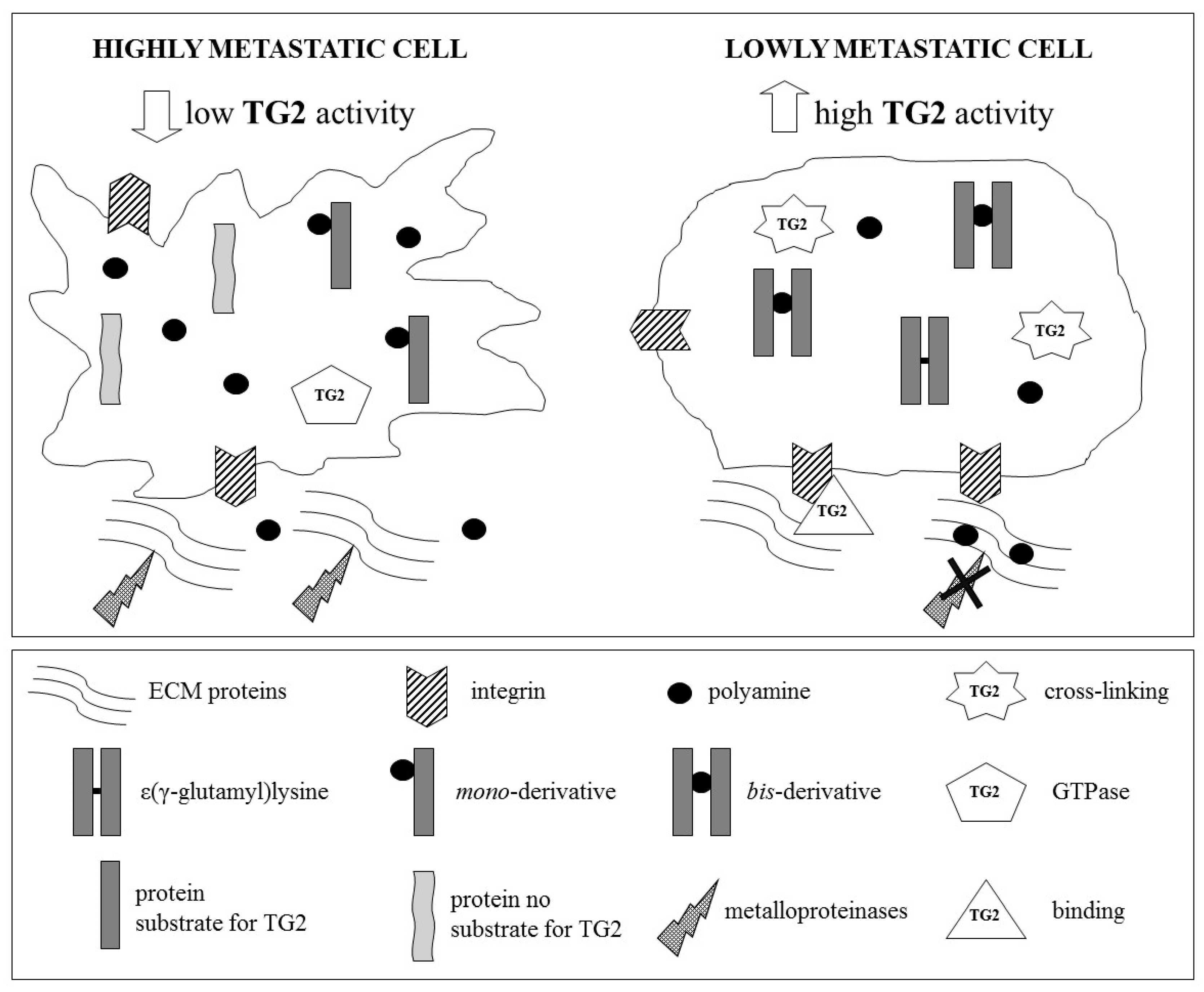 Medsci 07 00019 g002