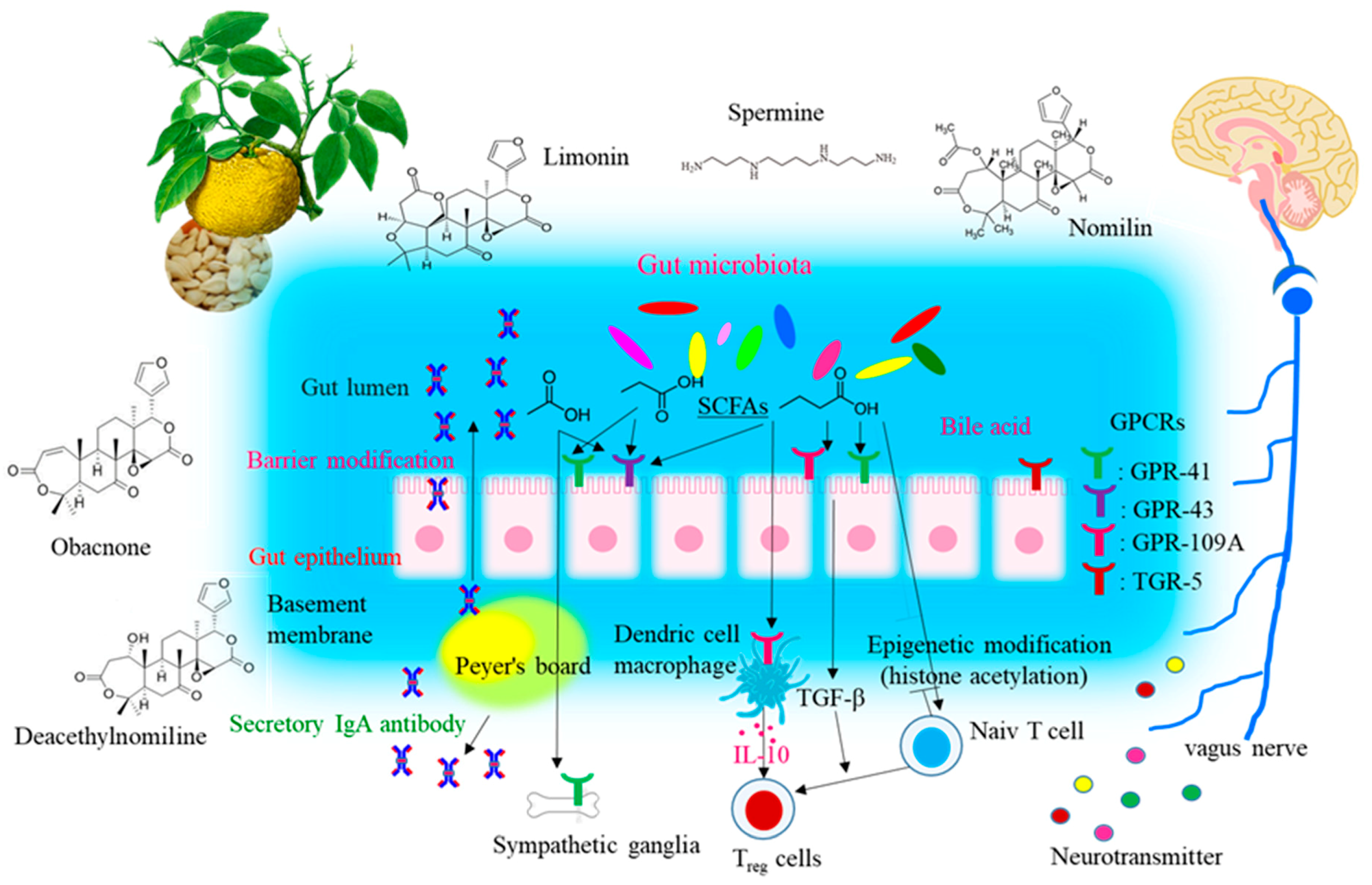 Medical Sciences | Free Full-Text | Effect of Yuzu (Citrus junos