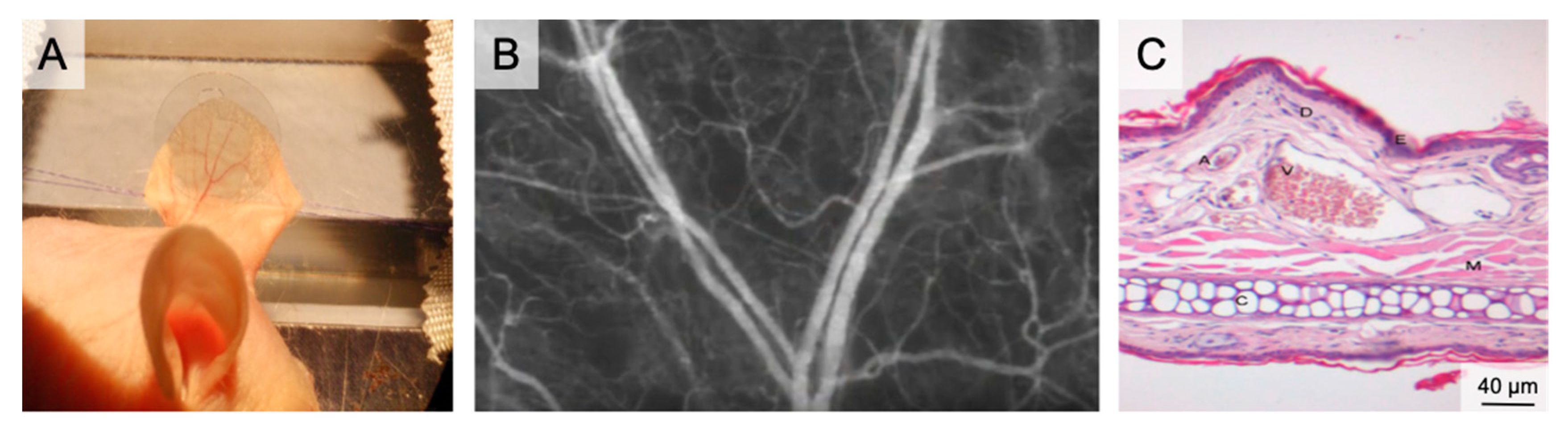 Medsci 09 00055 g002