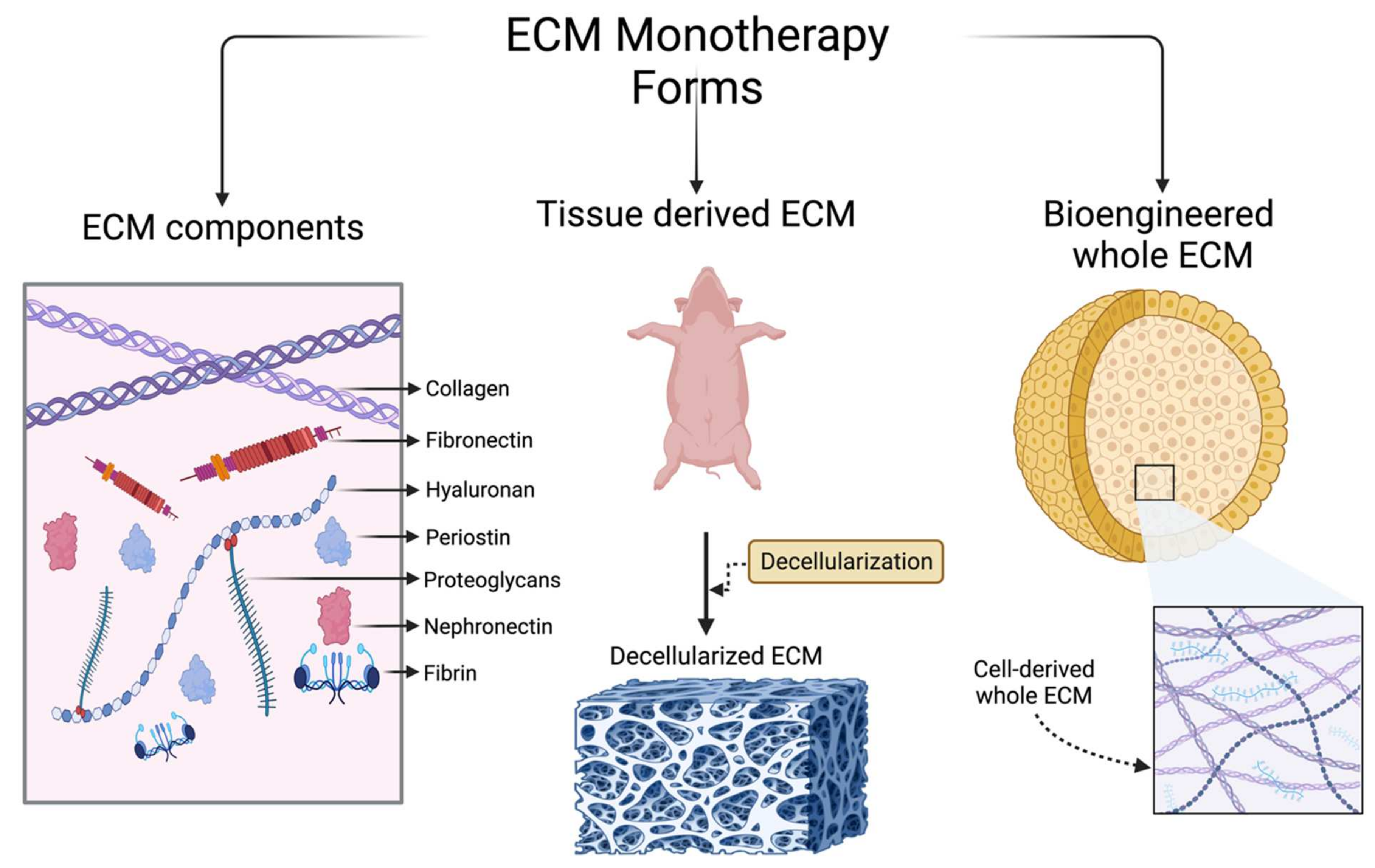 Medsci 12 00008 g002 Medsci 12 00008 g002