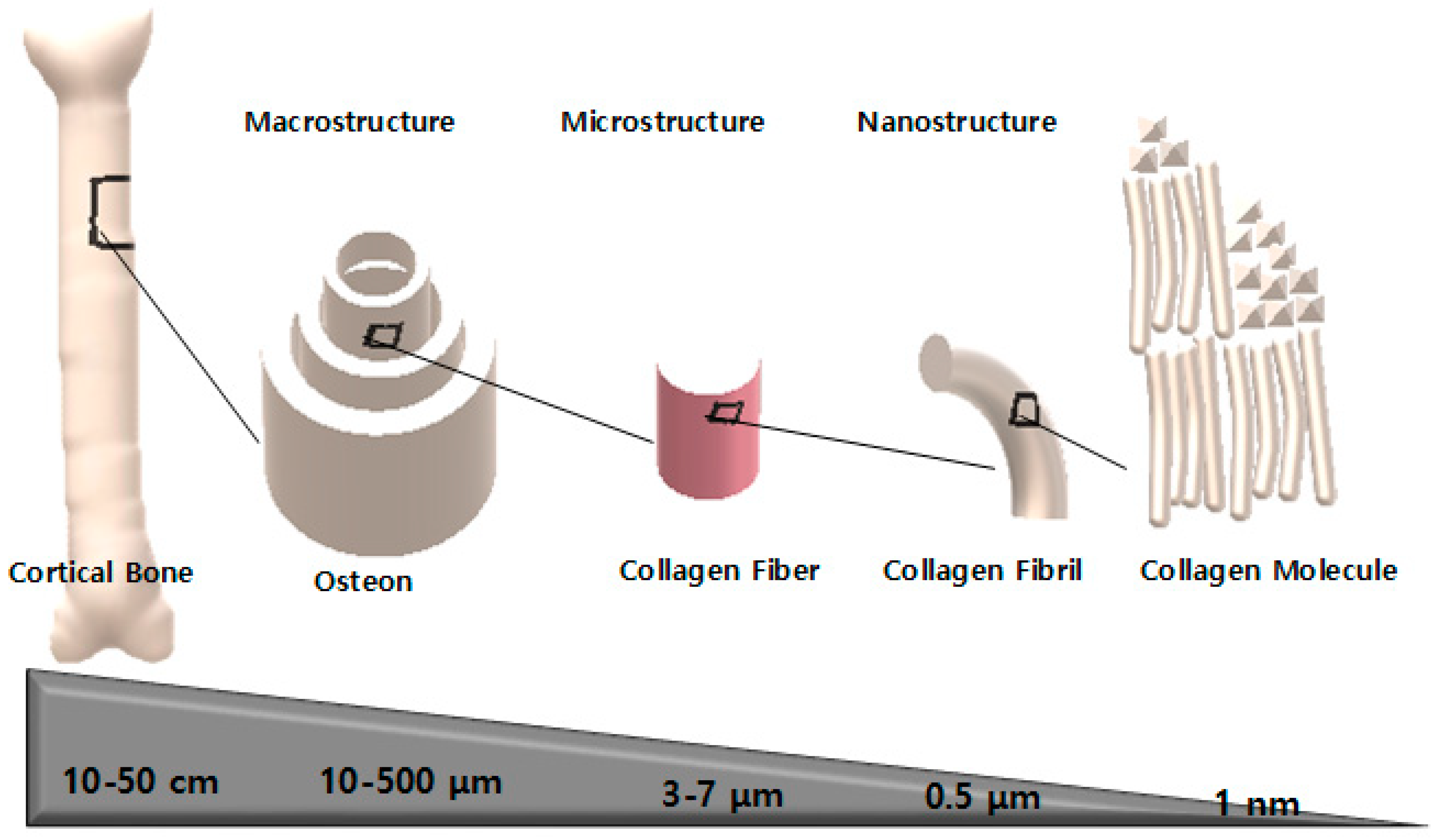 Membranes | Free Full-Text | A Review on Properties of Natural and  Synthetic Based Electrospun Fibrous Materials for Bone Tissue Engineering |  HTML