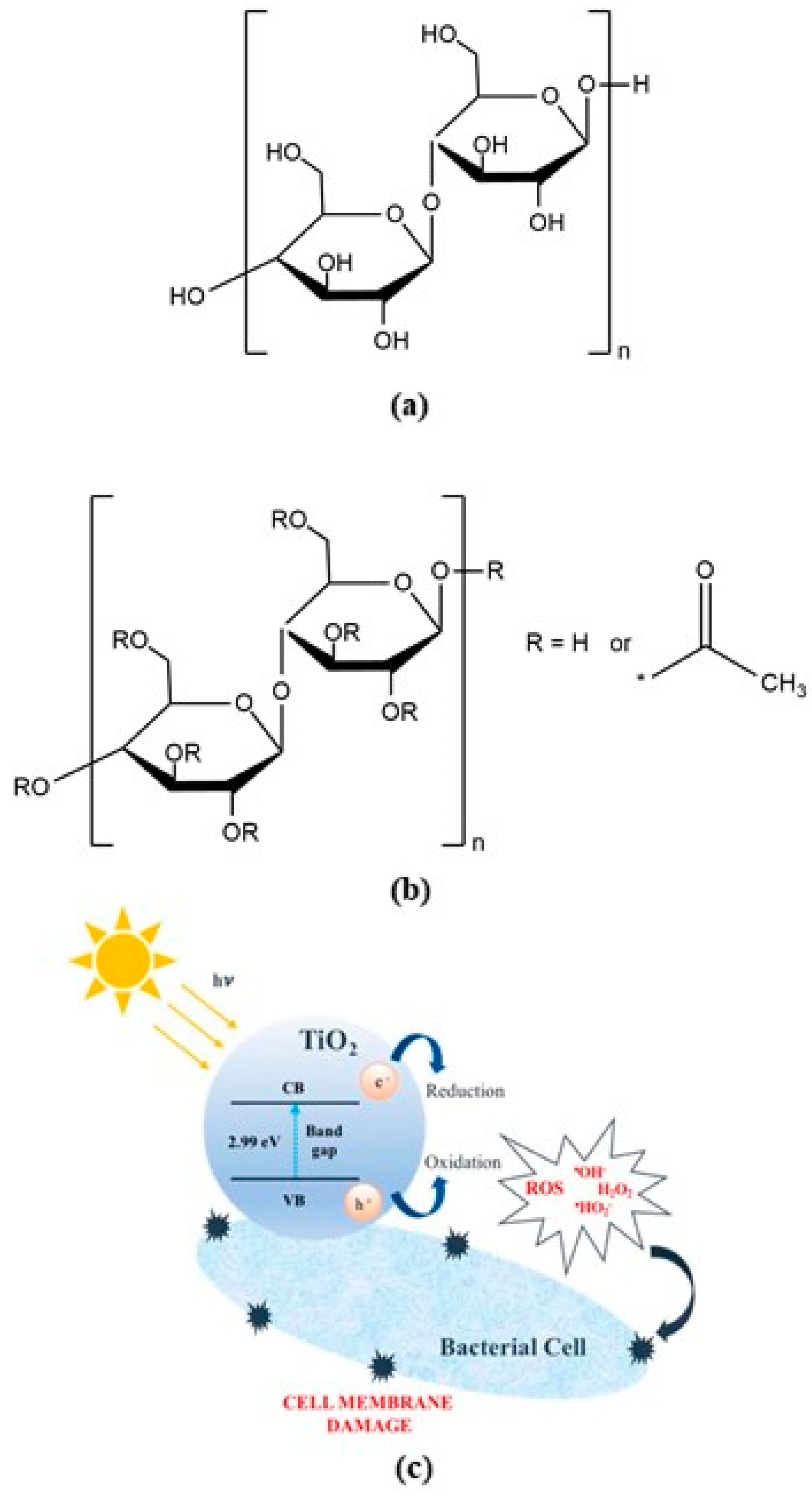 Membranes 10 00195 g001