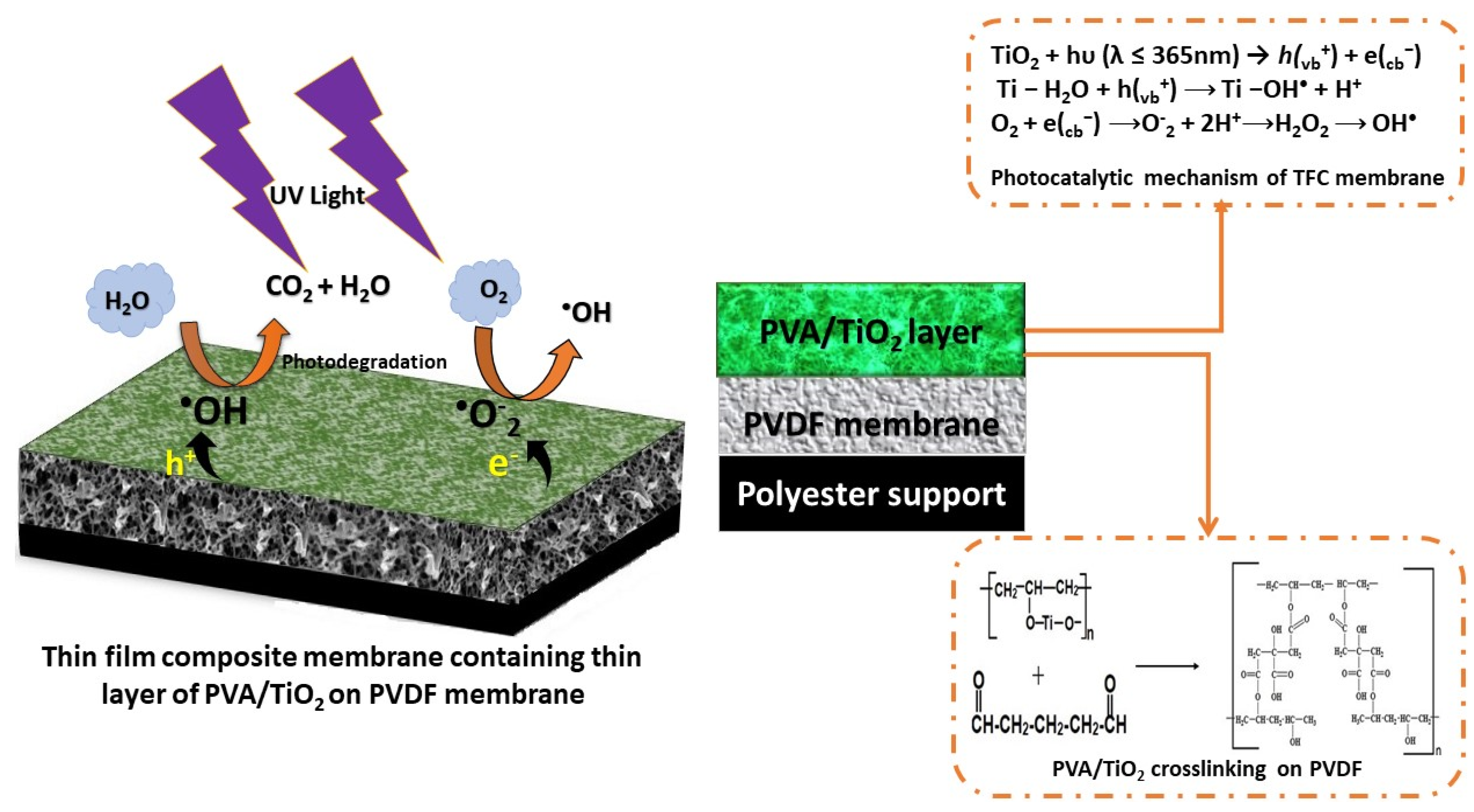 Membranes Free Full Text Tailoring The Effects Of Titanium Dioxide Tio2 And Polyvinyl Alcohol Pva In The Separation And Antifouling Performance Of Thin Film Composite Polyvinylidene Fluoride Pvdf Membrane Html