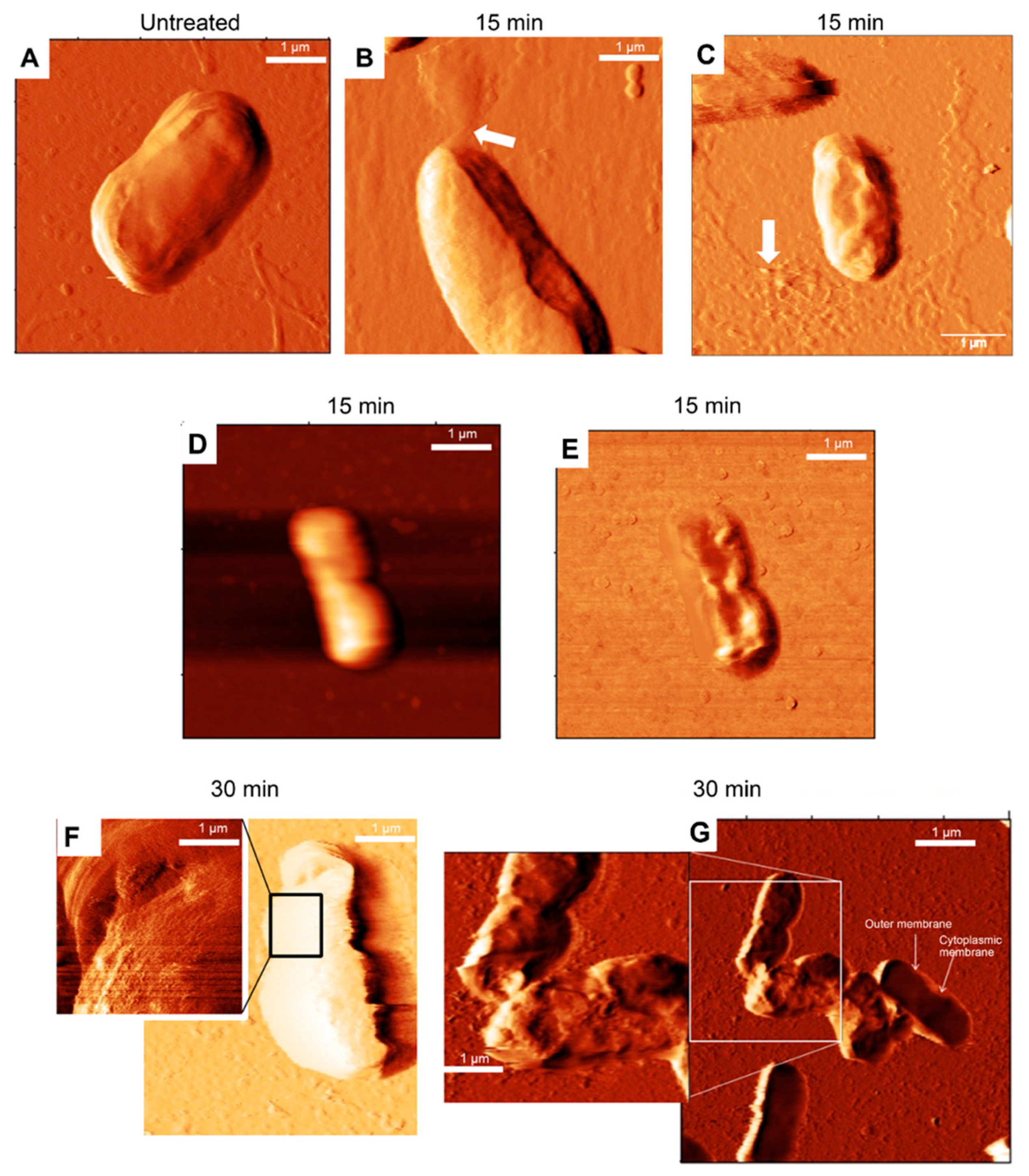 Membranes 11 00495 g005