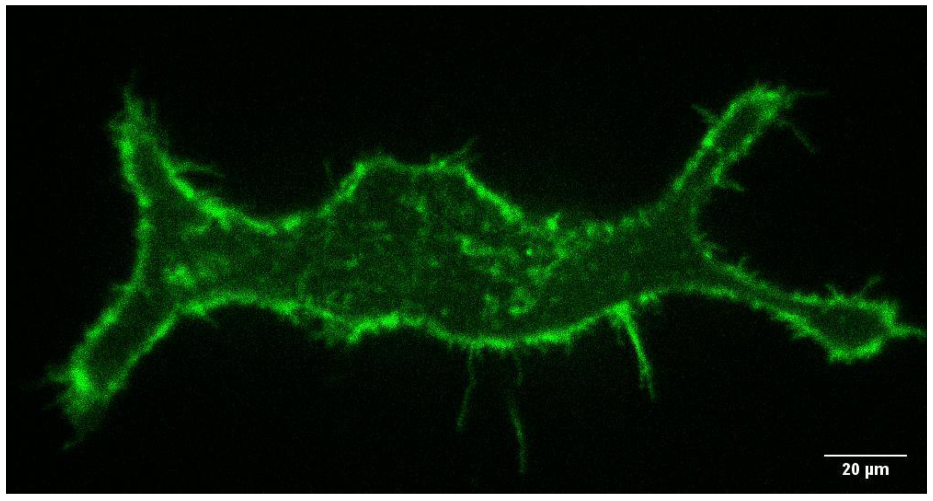 Membranes 11 00568 g001