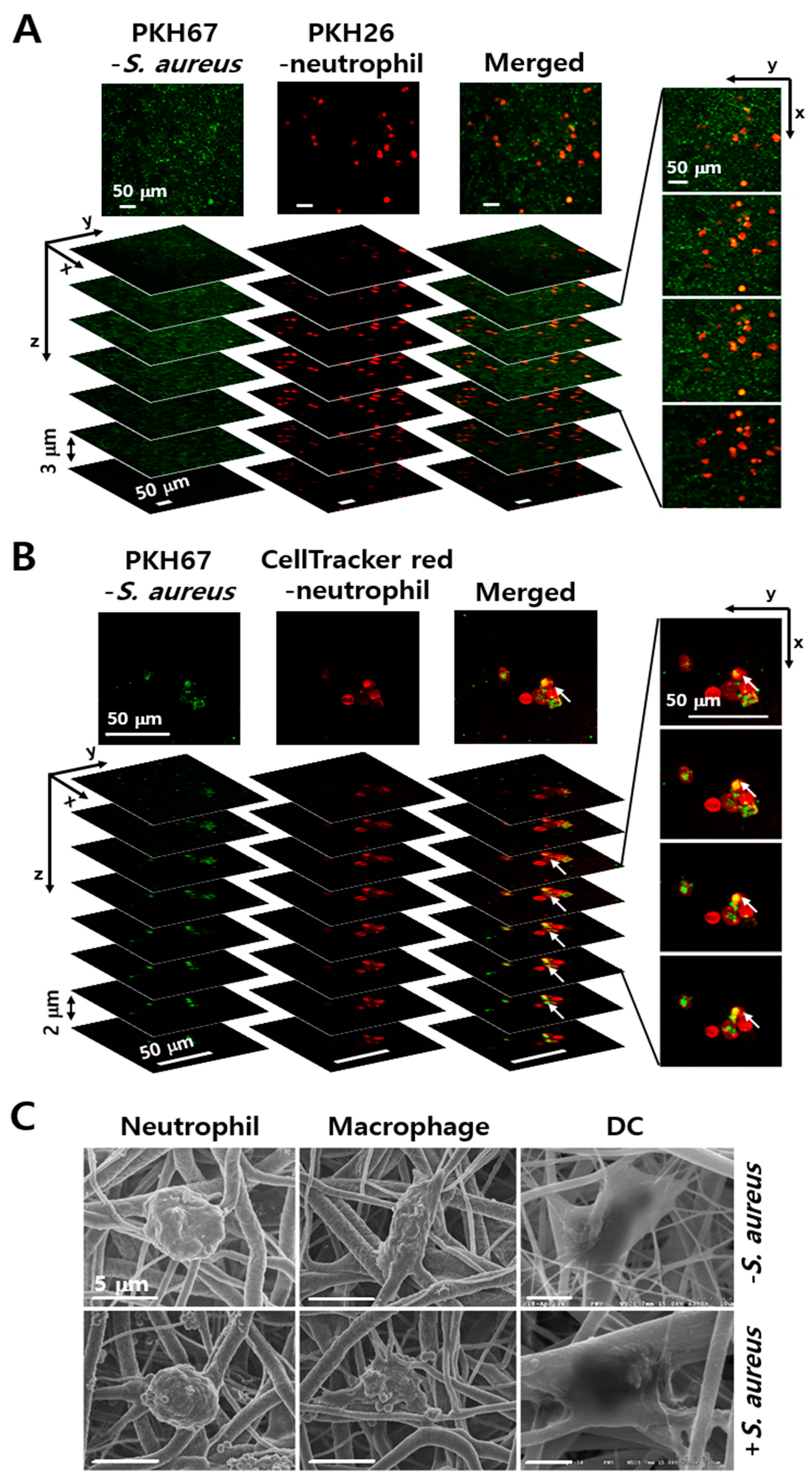 Membranes 11 00569 g002