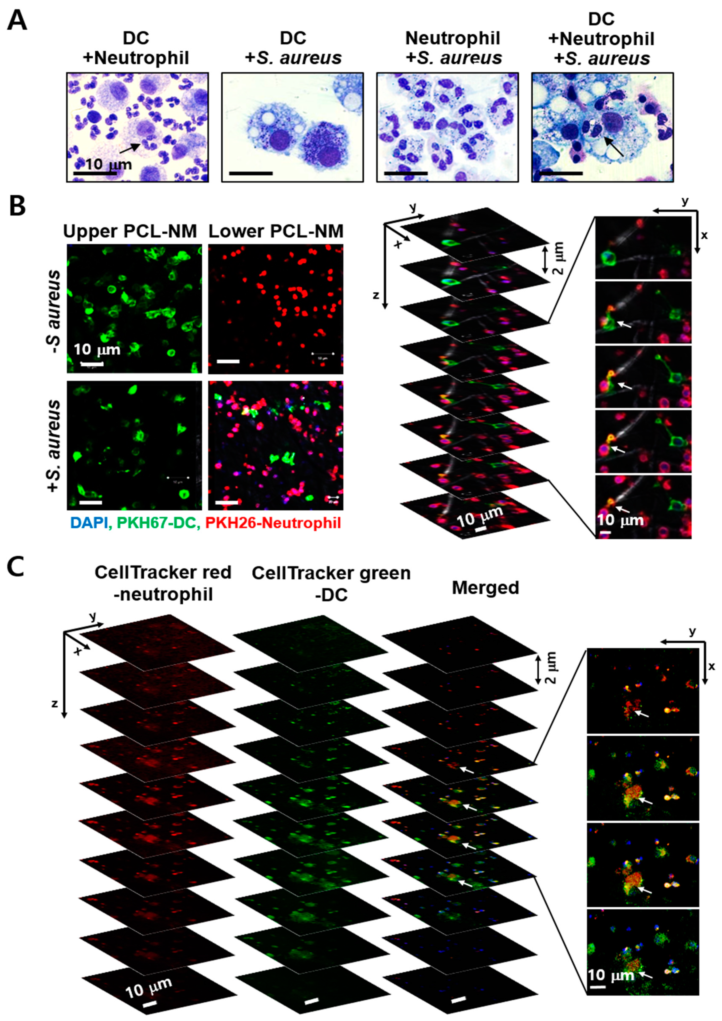 Membranes 11 00569 g006