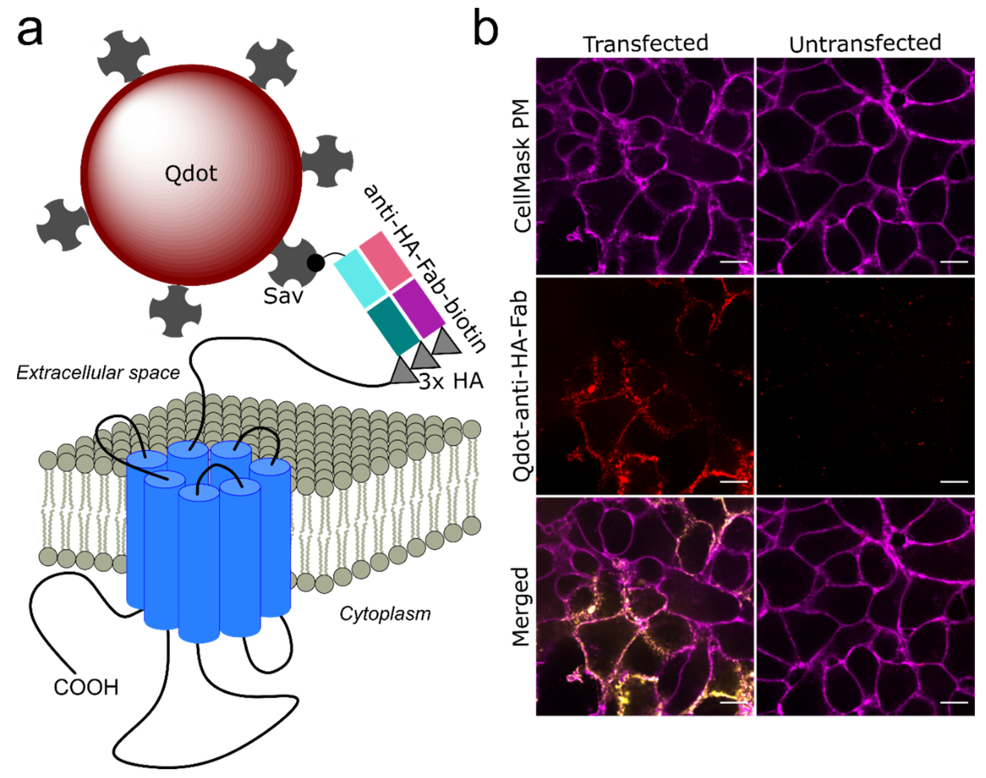 Membranes 11 00578 g001