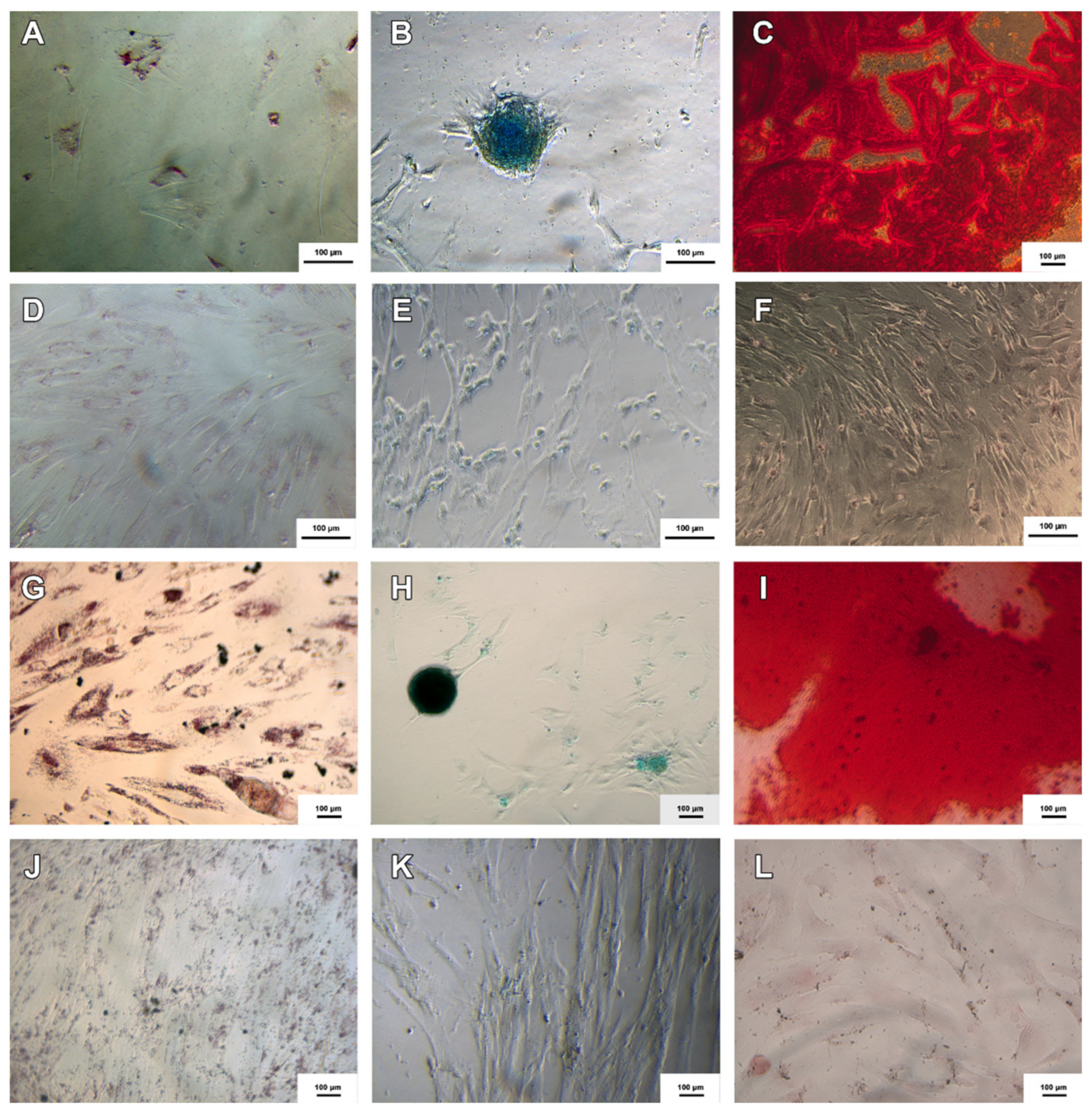 Membranes 11 00598 g001