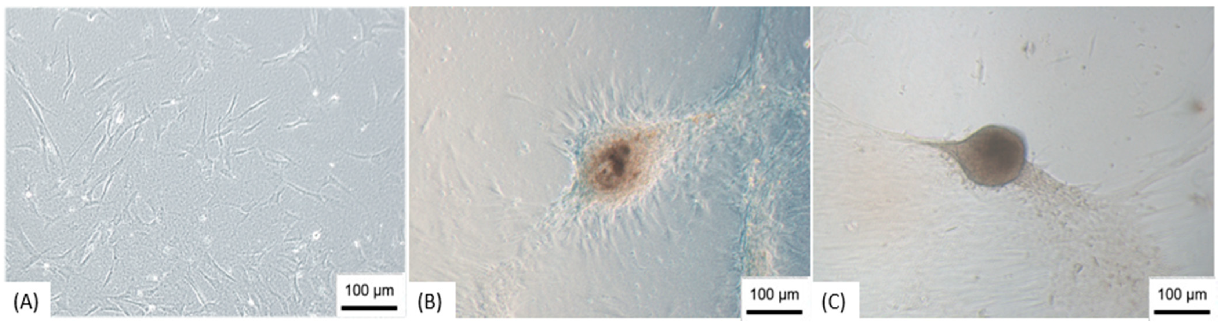 Membranes 11 00687 g002 Membranes 11 00687 g002