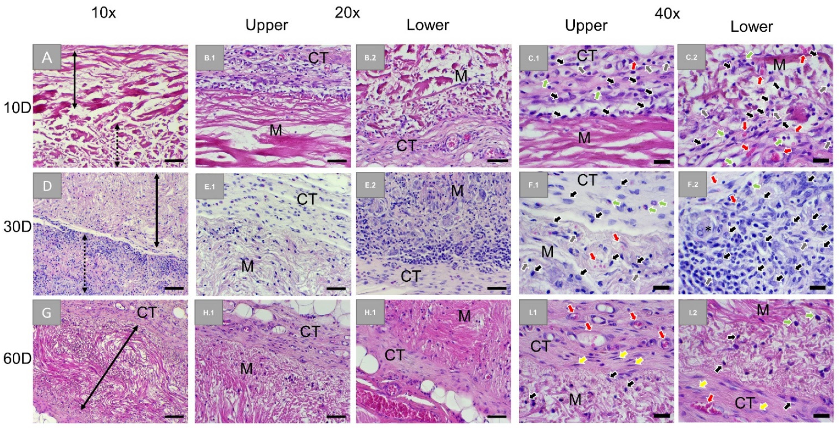 Membranes Free Full Text Comparative In Vivo Analysis Of The Integration Behavior And Immune Response Of Collagen Based Dental Barrier Membranes For Guided Bone Regeneration Gbr Html