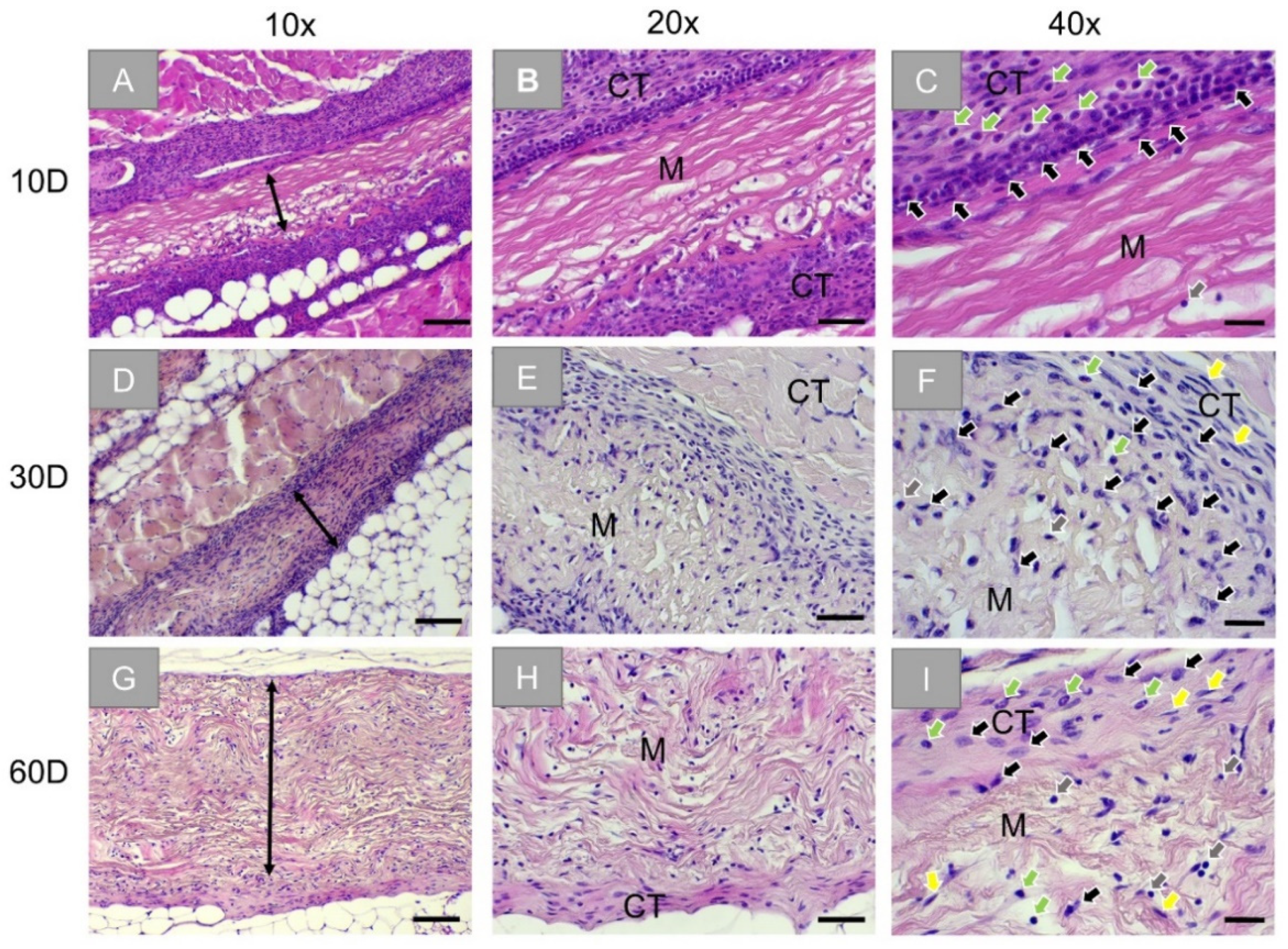 Membranes Free Full Text Comparative In Vivo Analysis Of The Integration Behavior And Immune Response Of Collagen Based Dental Barrier Membranes For Guided Bone Regeneration Gbr Html