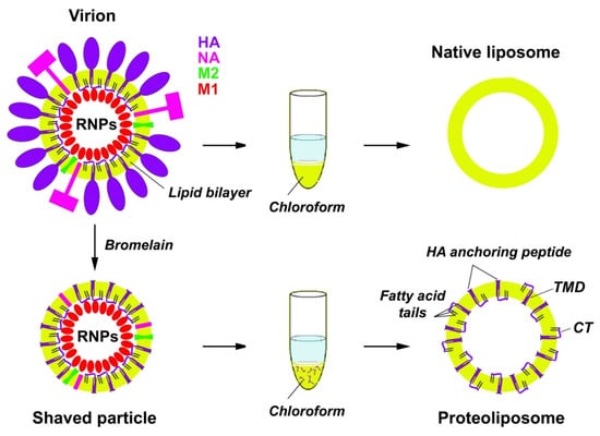 Is It Clean? - Introduction to Particles - Microns - CTG Technical Blog