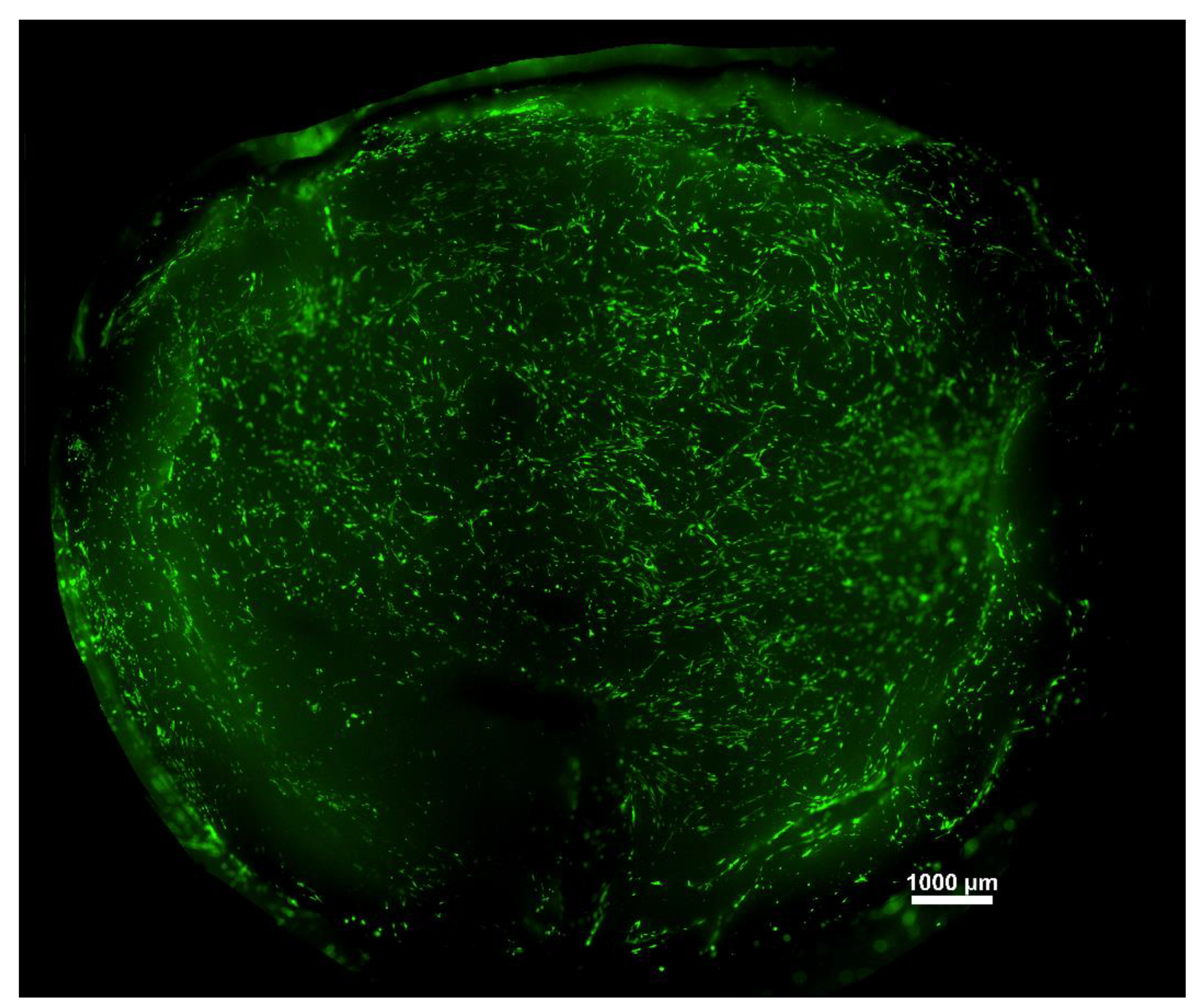 Membranes 11 00783 g006 Membranes 11 00783 g006
