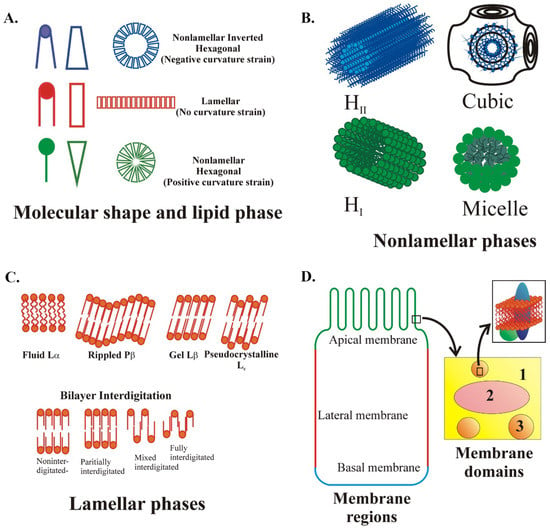 Membranes | Free Full-Text | Lipids in Pathophysiology and Development of  the Membrane Lipid Therapy: New Bioactive Lipids
