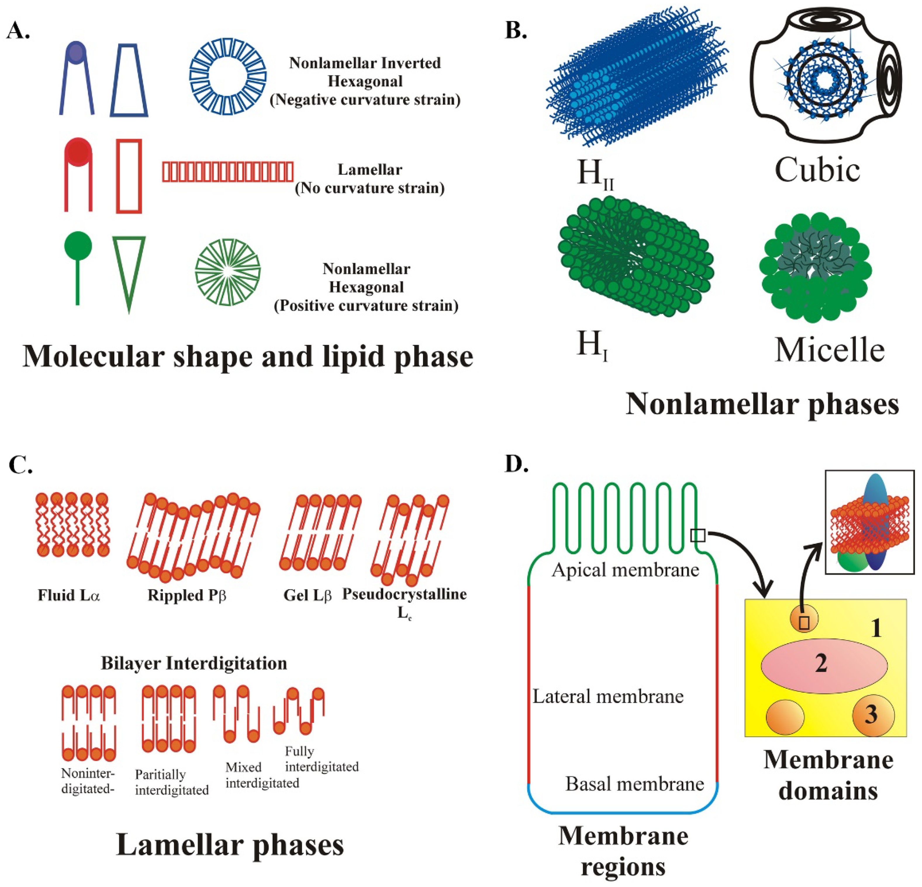 Membranes | Free Full-Text | Lipids in Pathophysiology and Development of  the Membrane Lipid Therapy: New Bioactive Lipids | HTML