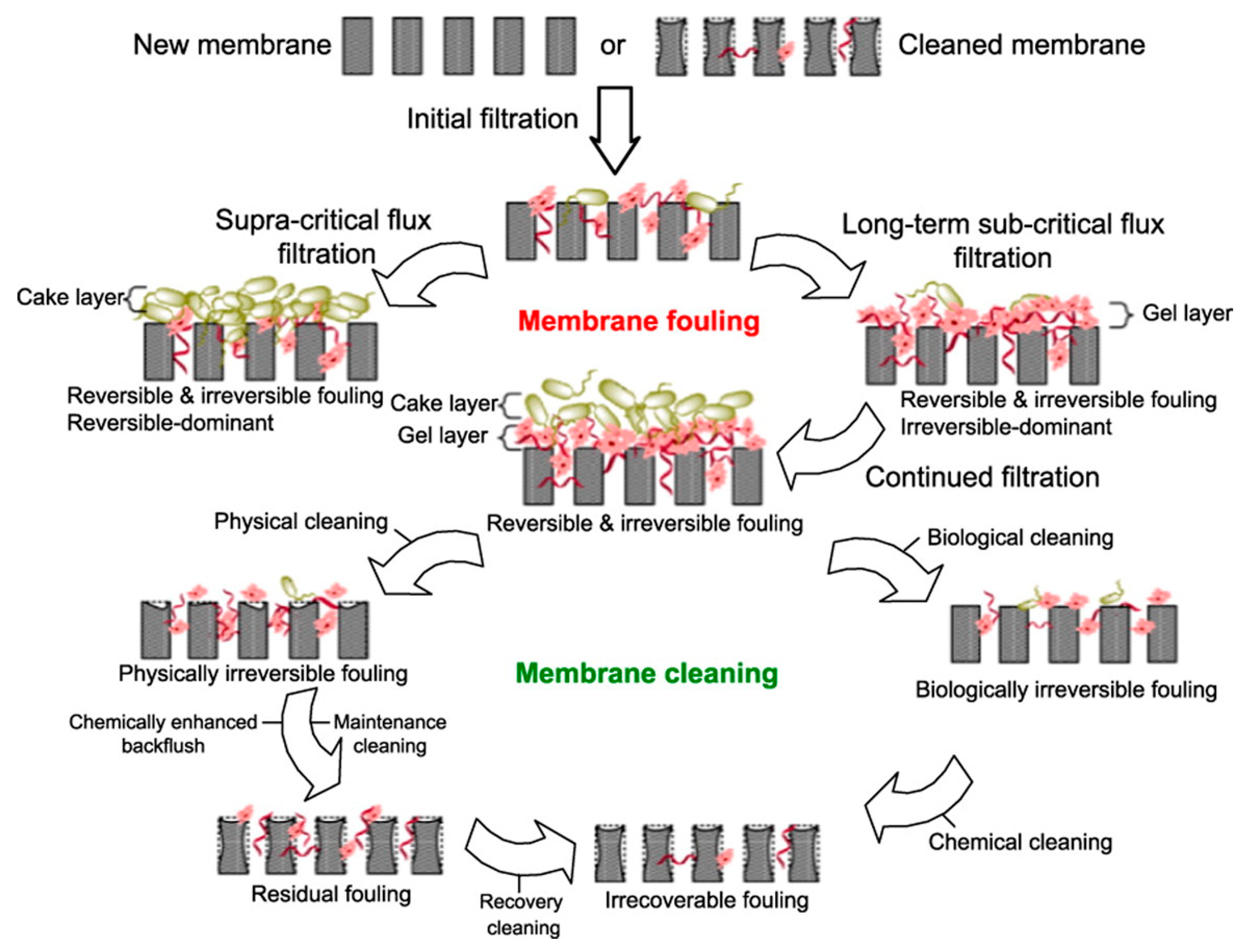 Membranes 12 00026 g003