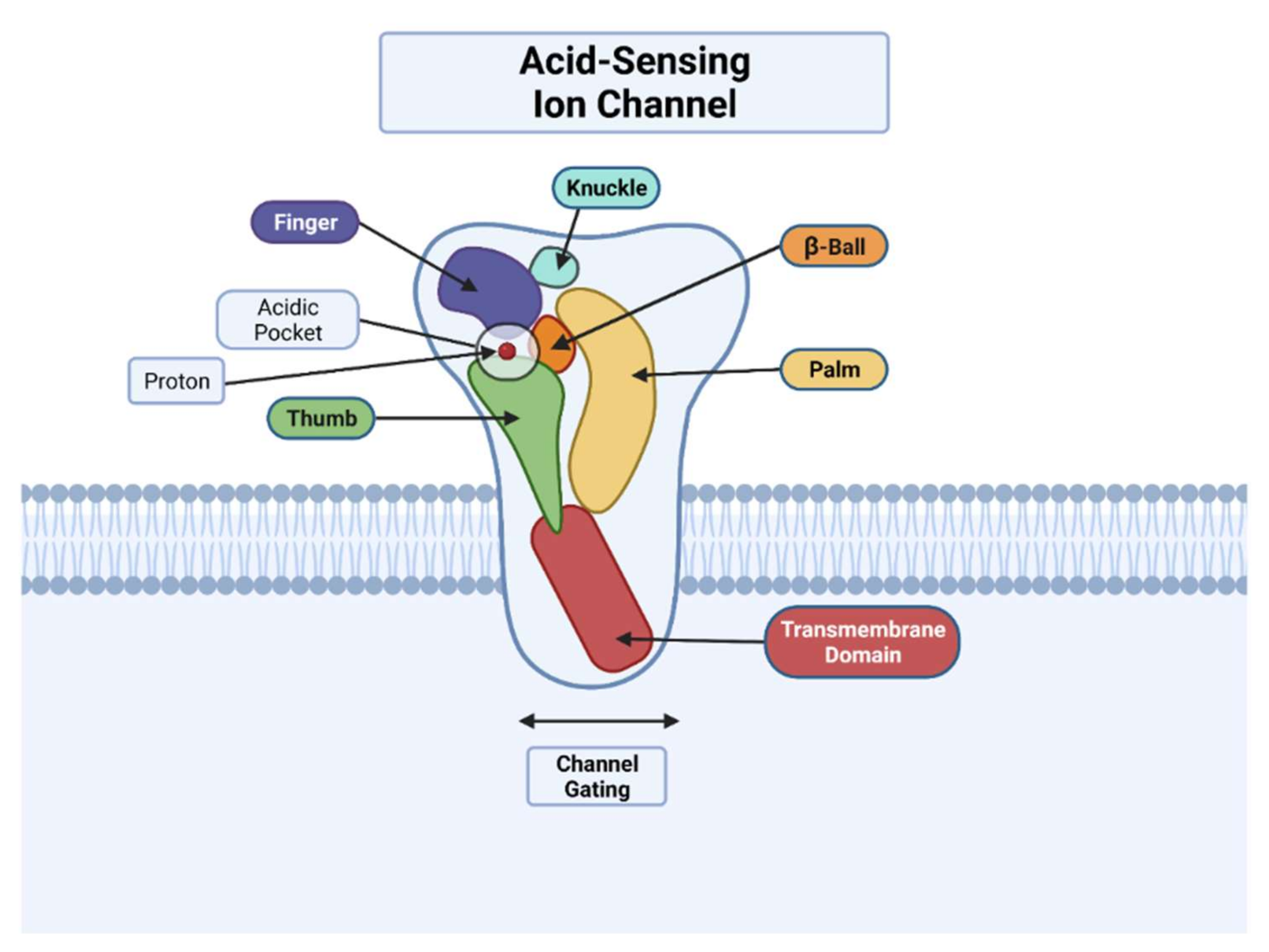 Membranes | Free Full-Text | Acid-Sensing Ion Channel 2: Function and  Modulation | HTML
