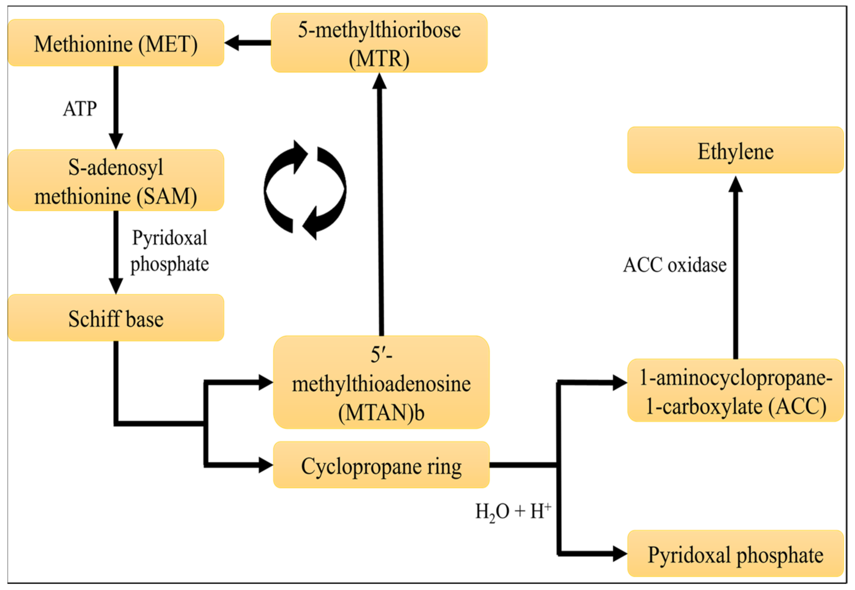 Membranes Free Full Text The Emergence and Impact of Ethylene