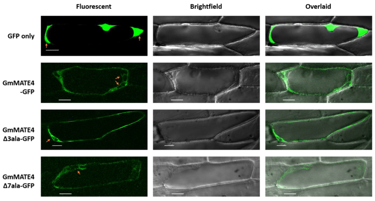 Membranes 12 00206 g003